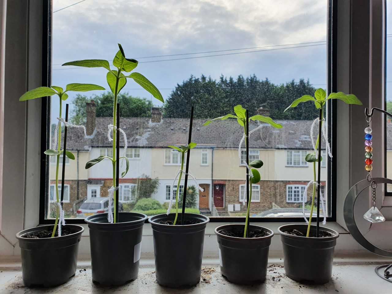 Geraint O - Sunflower selfie