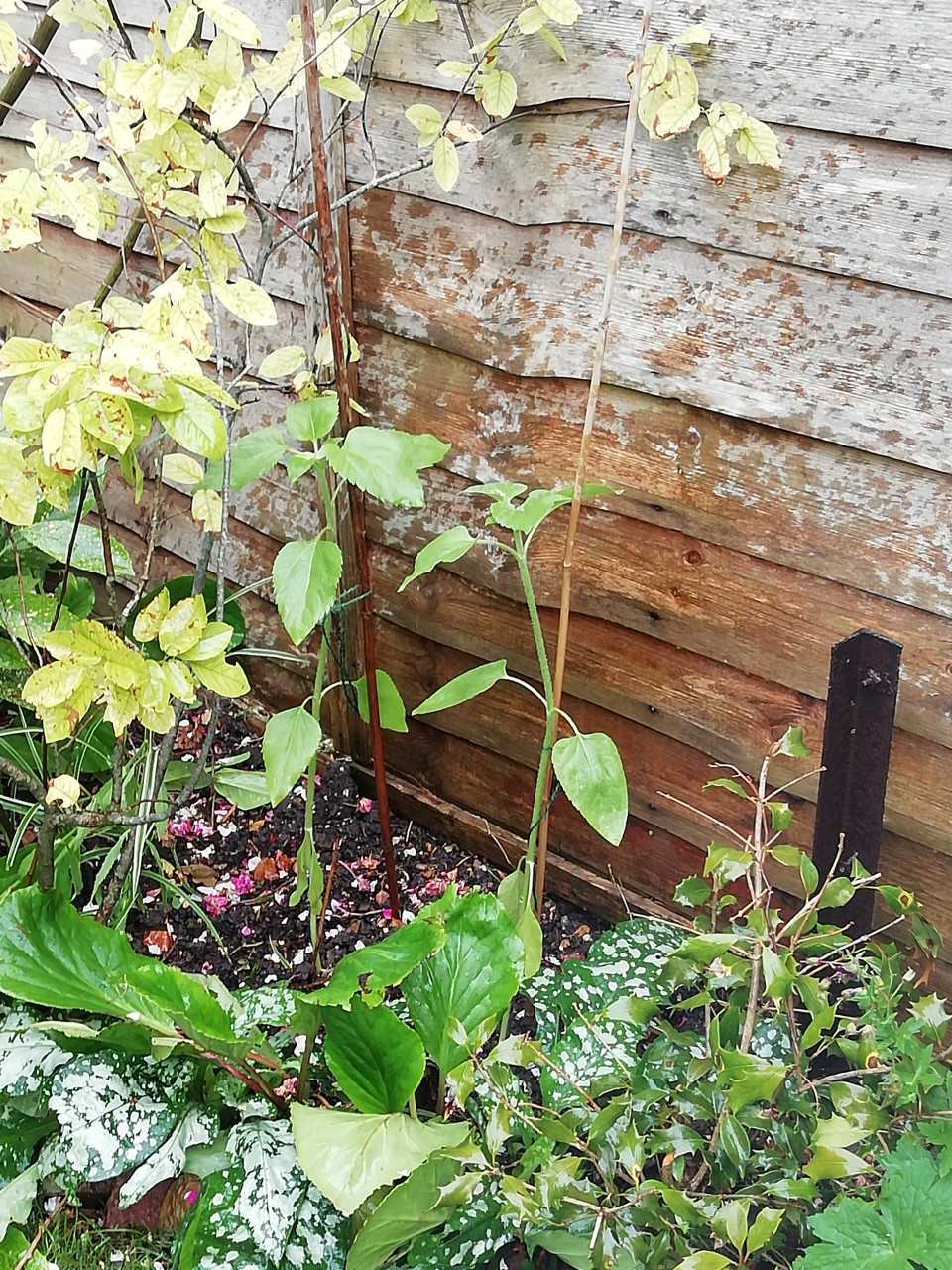 Geraint O - Sunflower selfie