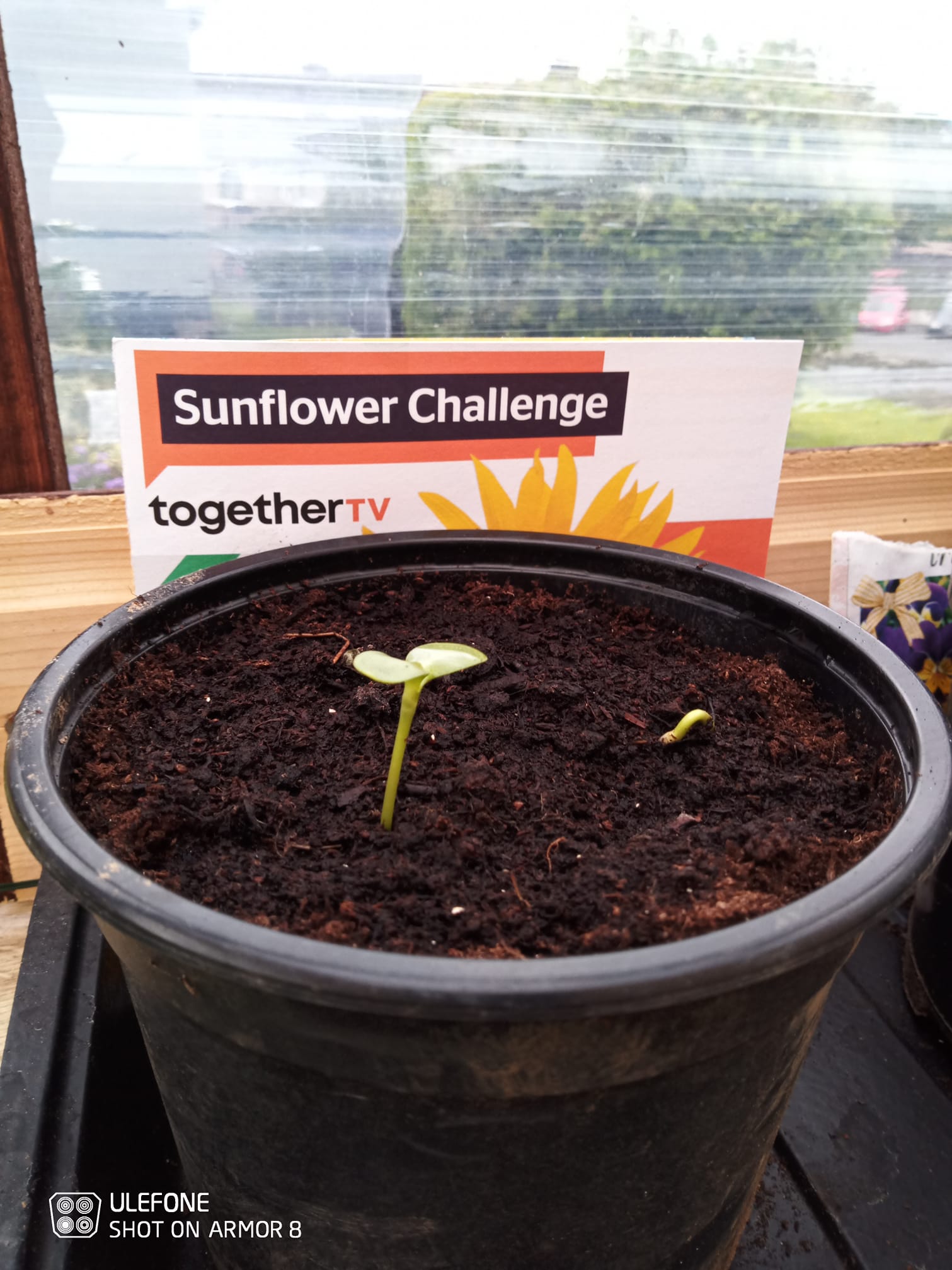 Geraint O - Sunflower selfie