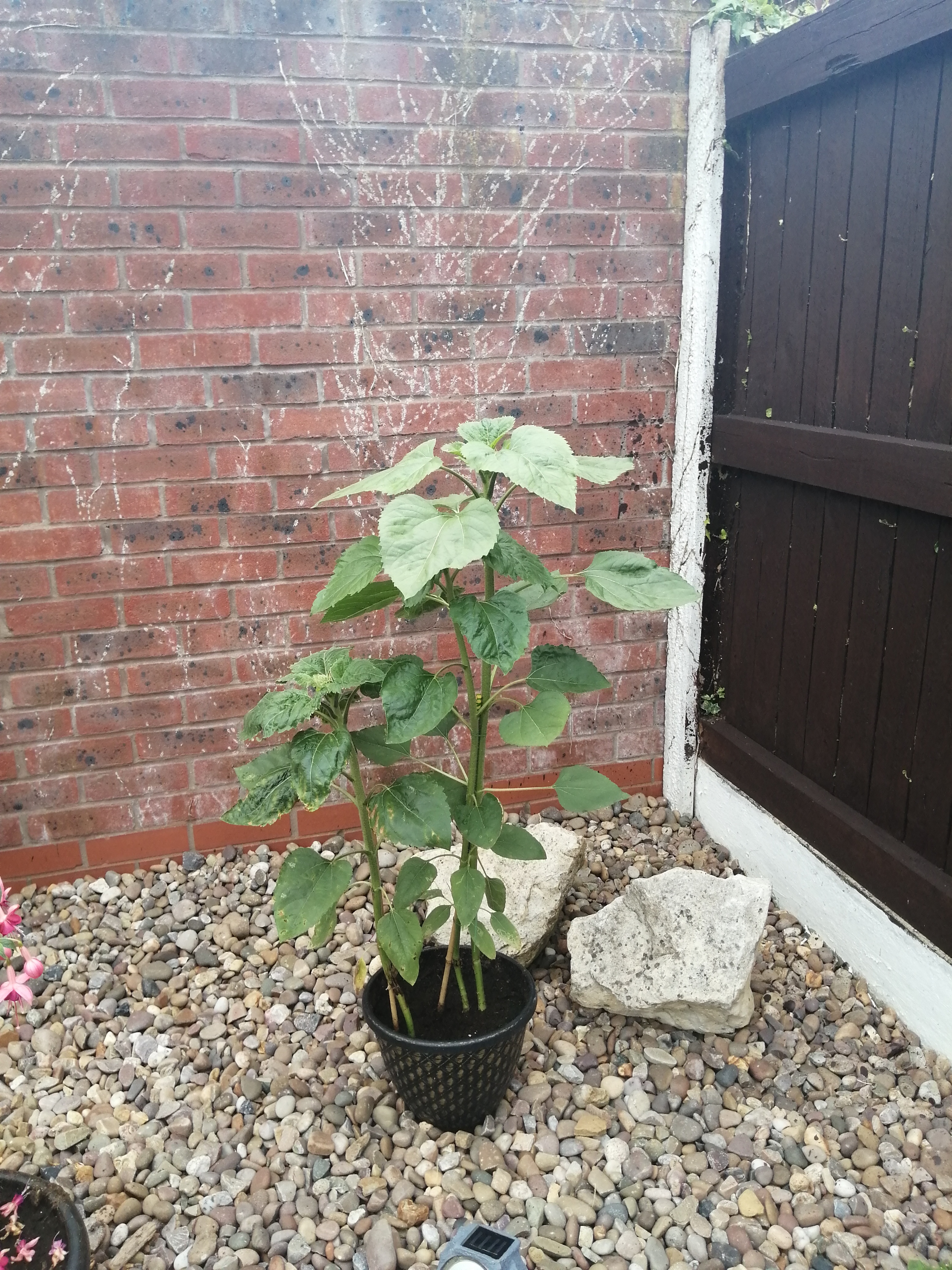 Geraint O - Sunflower selfie