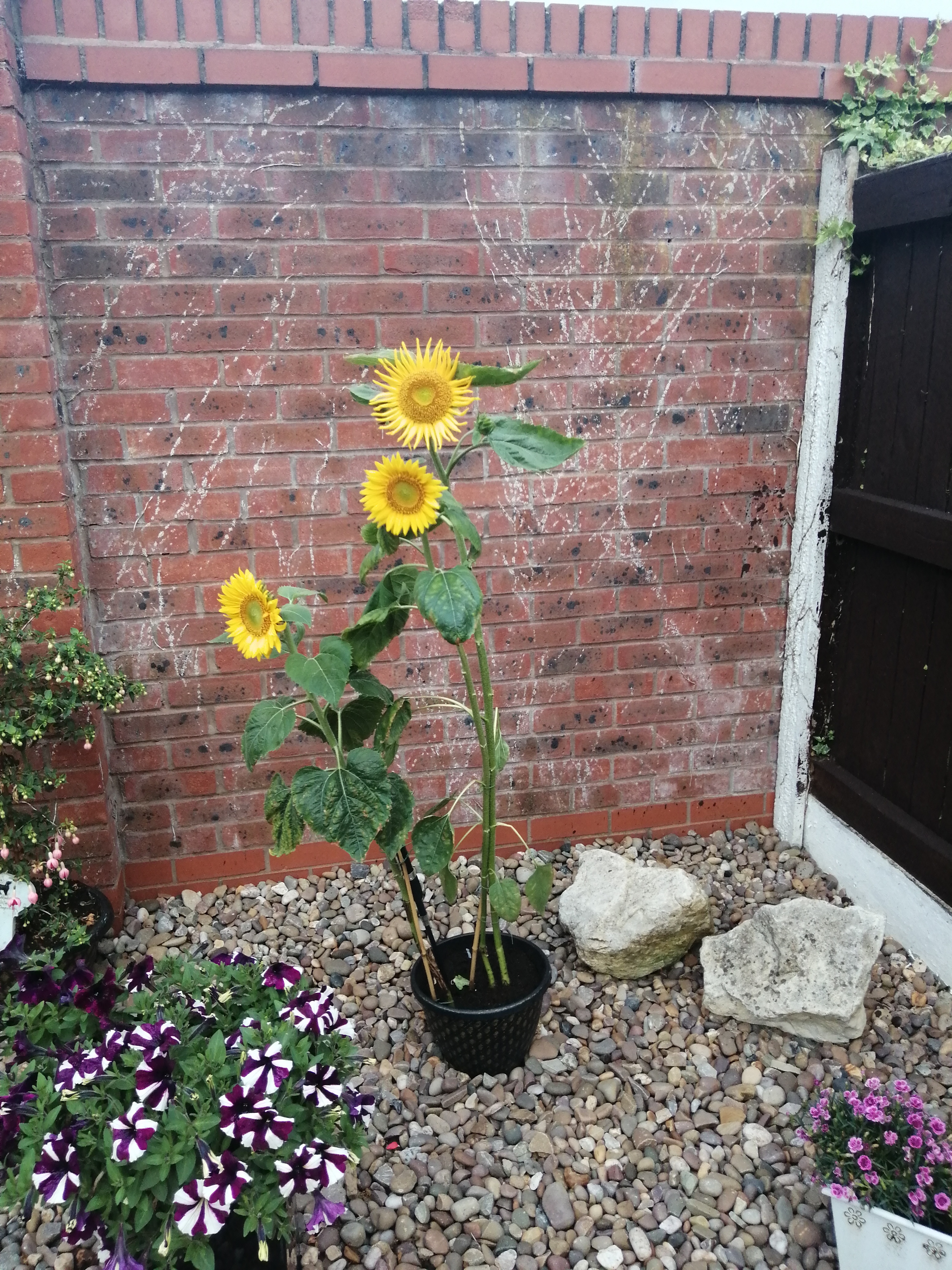 Geraint O - Sunflower selfie