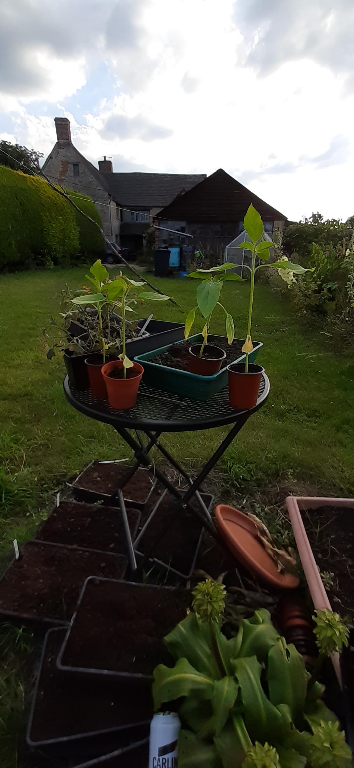 Geraint O - Sunflower selfie