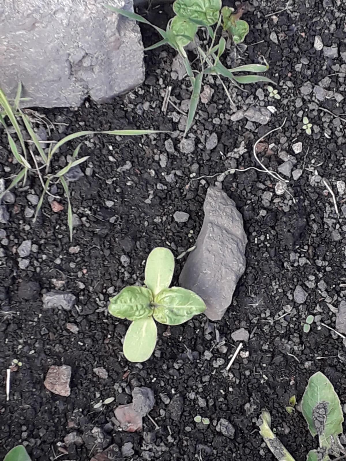 Helen L - My sunflower selfies