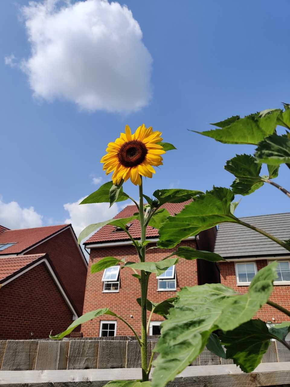 Geraint O - Sunflower selfie