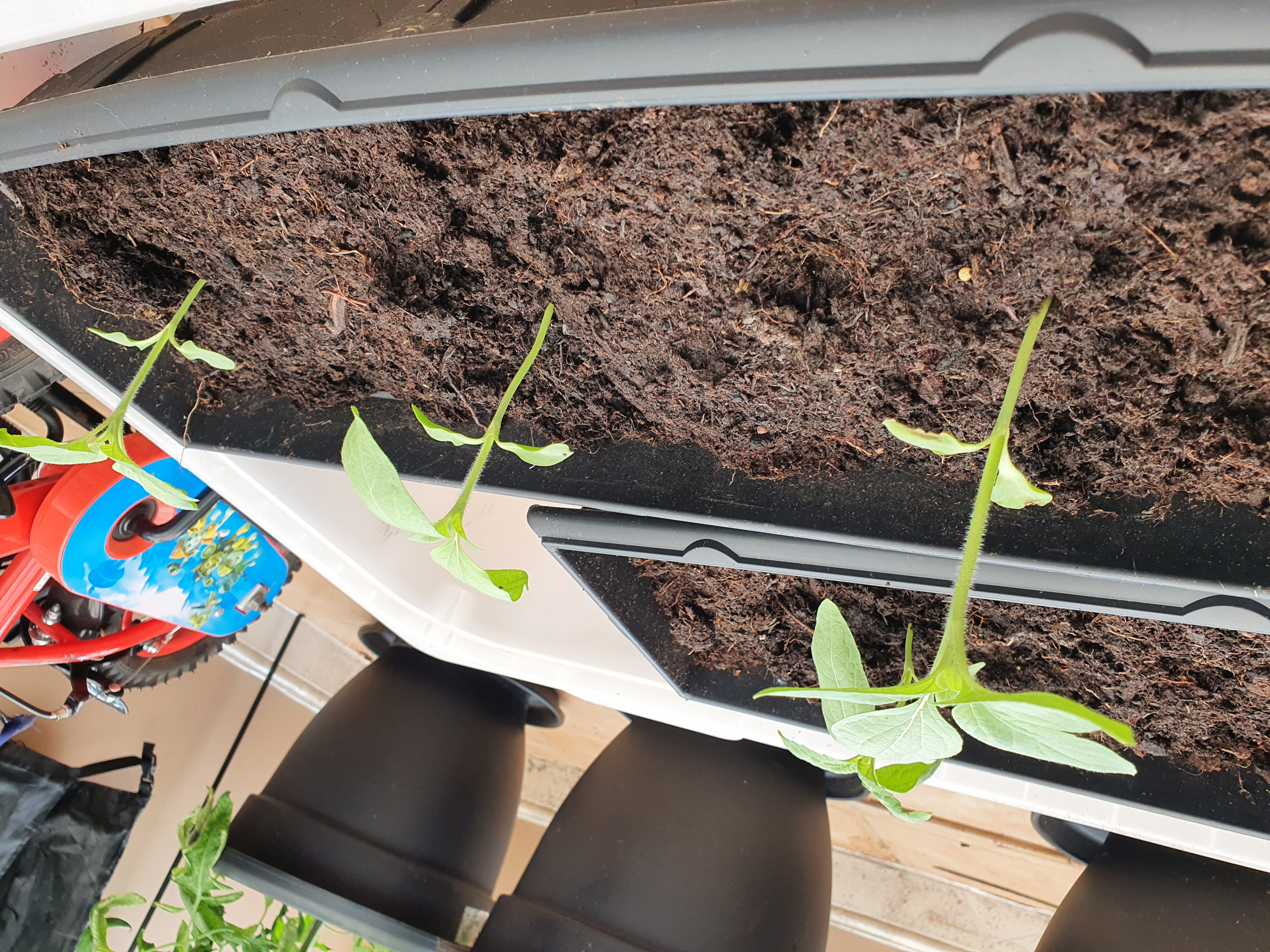 Illinois W - Progress!