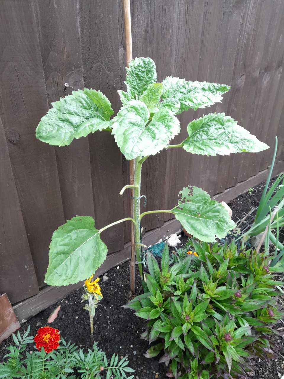 Geraint O - Sunflower selfie