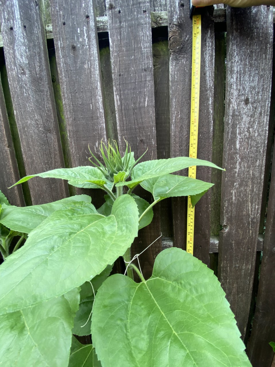 Jackie J - I firstly 'nurtured' the seeds in my conservatory, re-potted them individually and finally planted them outside approximately 4 weeks ago.