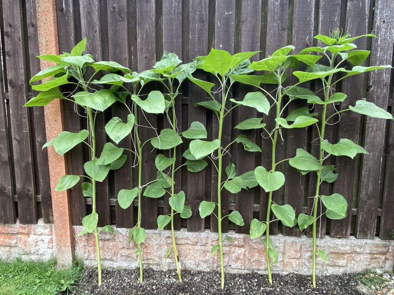 Jackie J - Please find attached photographs of my 6 beautiful sunflowers.