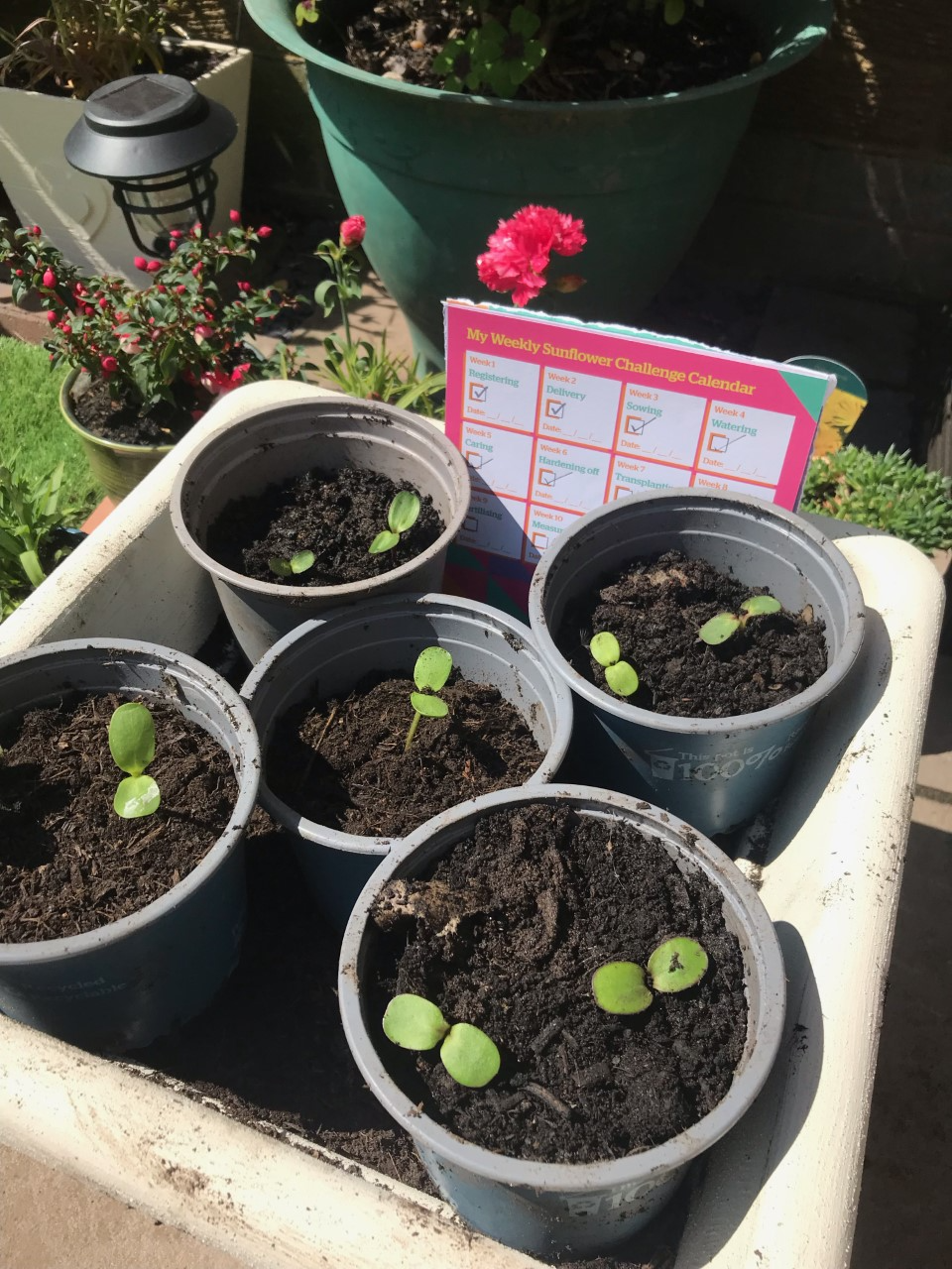 Jacqui L - Can I see some little sunflowers. On our way