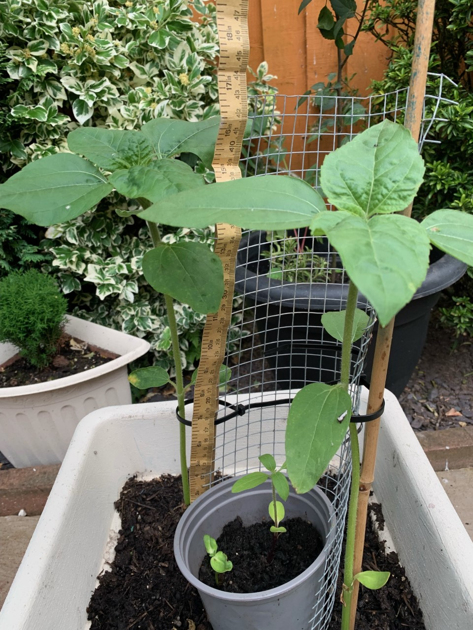 Jacqui L - So pleased with myself. Three tubs with two in each growing stronger by the day. (Plus two little ones that appeared from nowhere)
