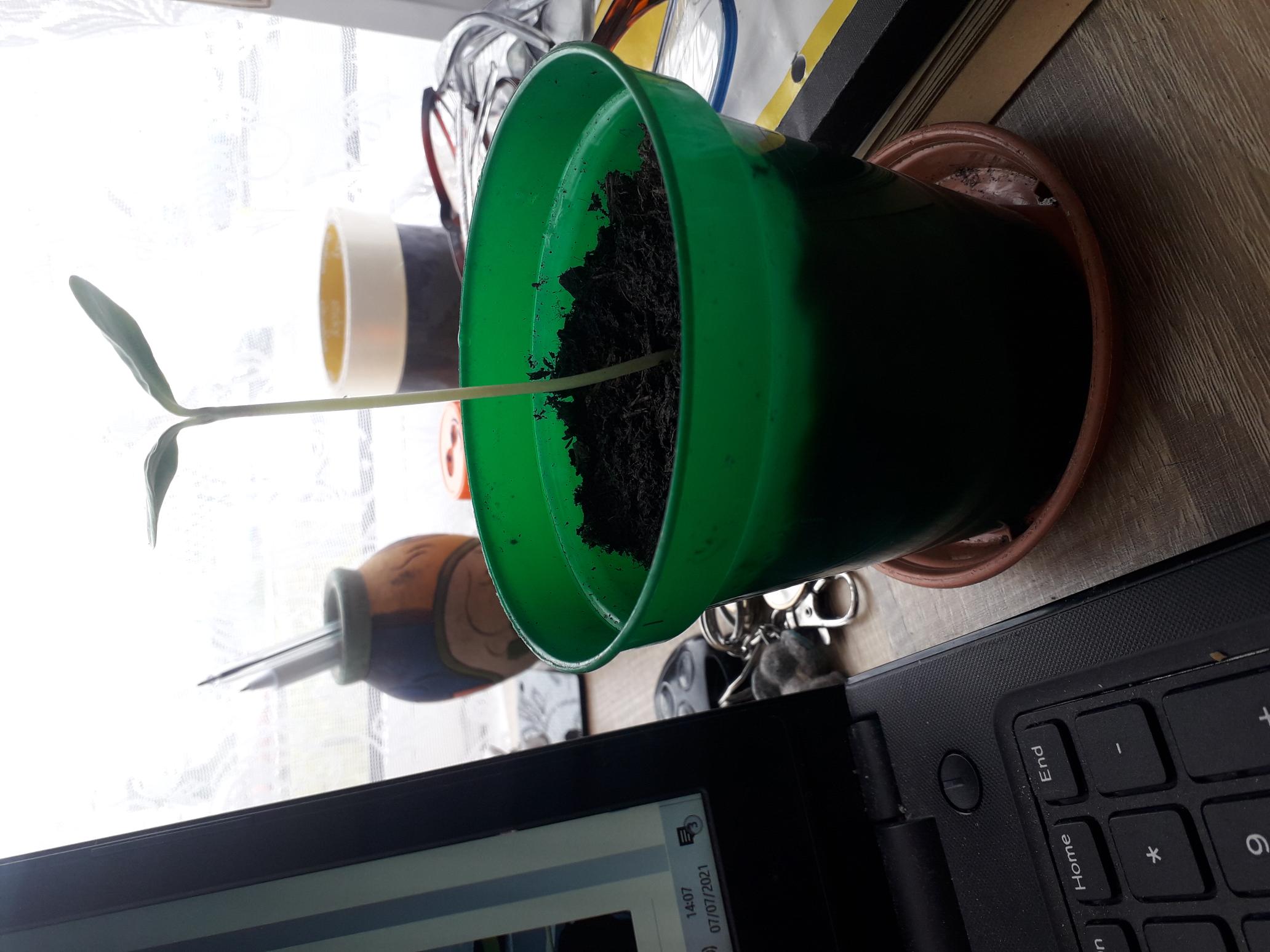 Geraint O - Sunflower selfie