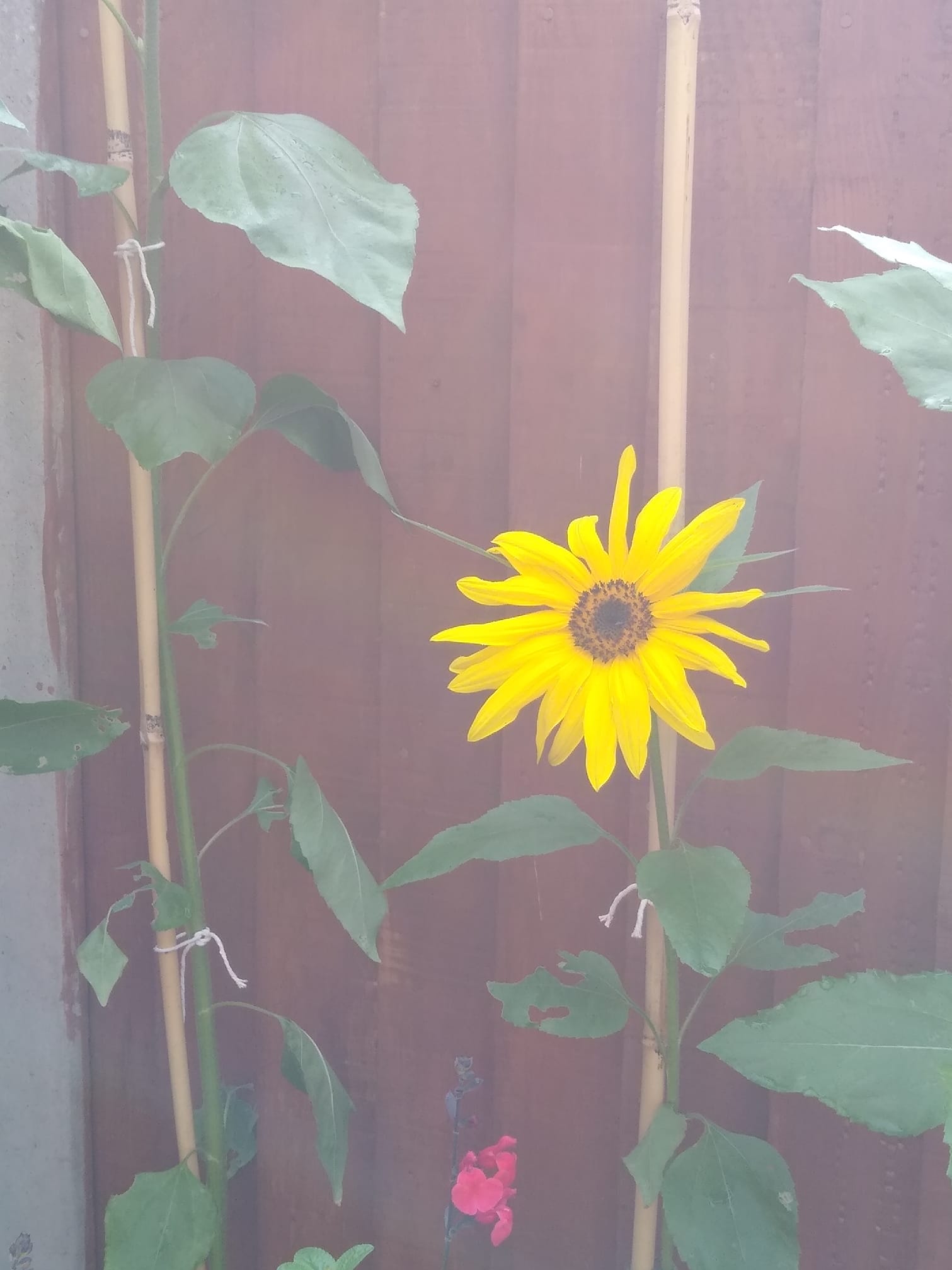 Geraint O - Sunflower selfie