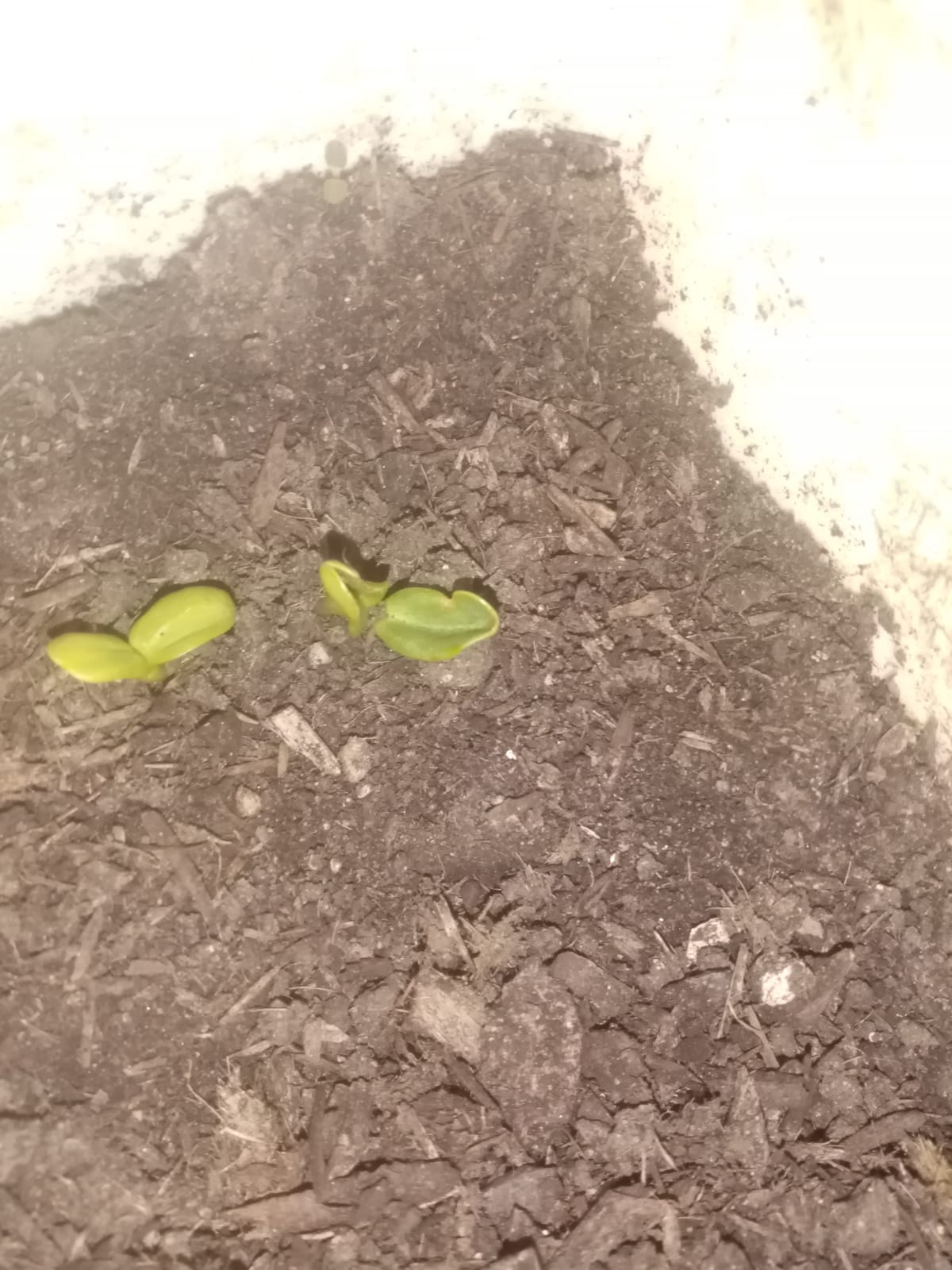 Jasmin W - Watering.. Planted 19.05.22