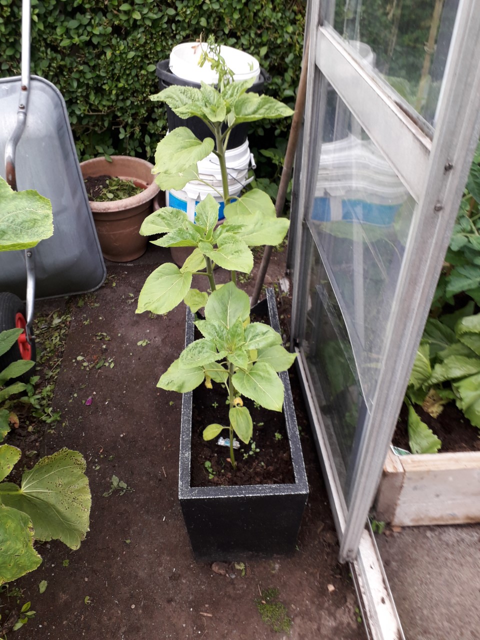 Jayne W - My sunflowers outside