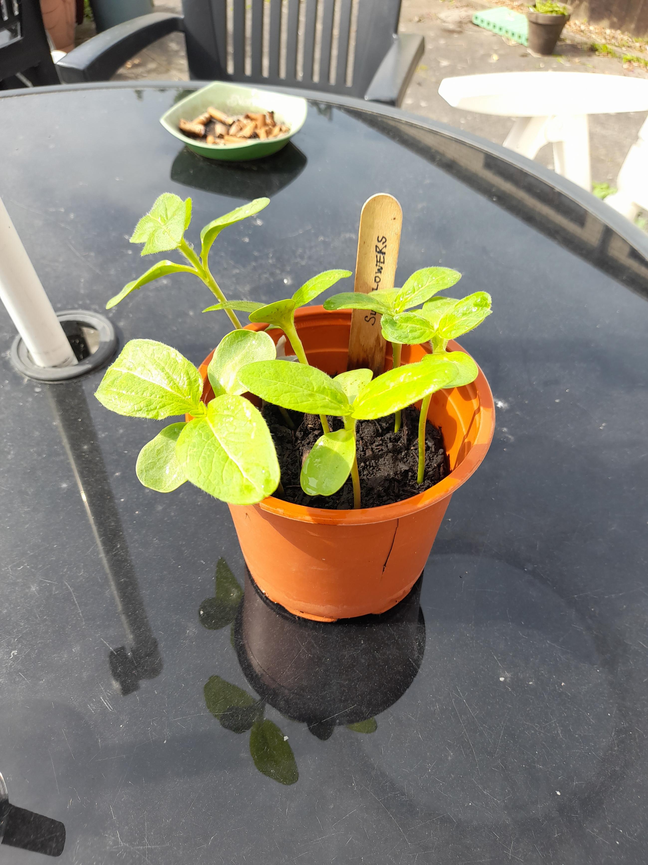 Guinness Project - Looking forward to seeing them grow.