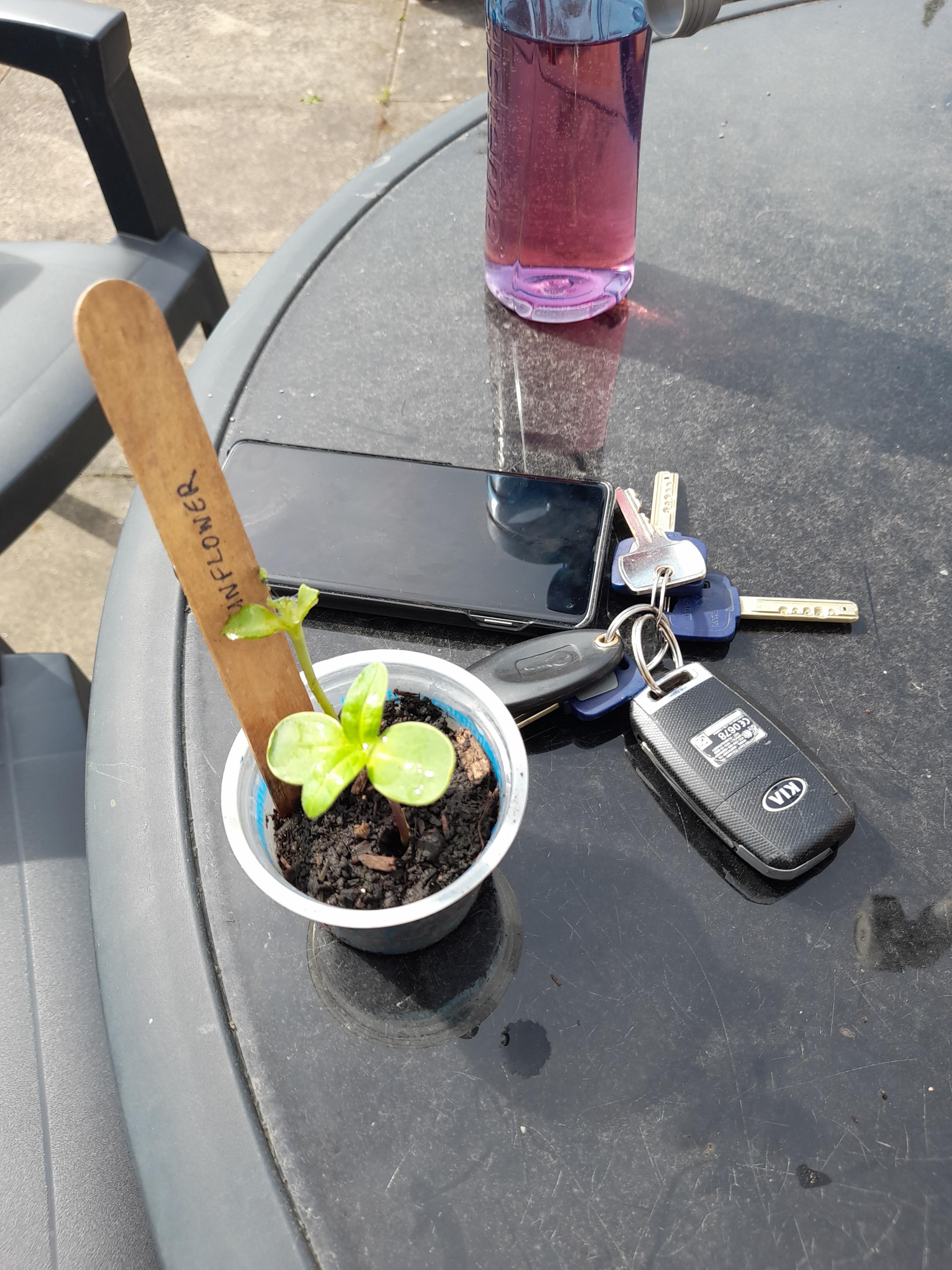 Guinness Project - Looking forward to seeing them grow.