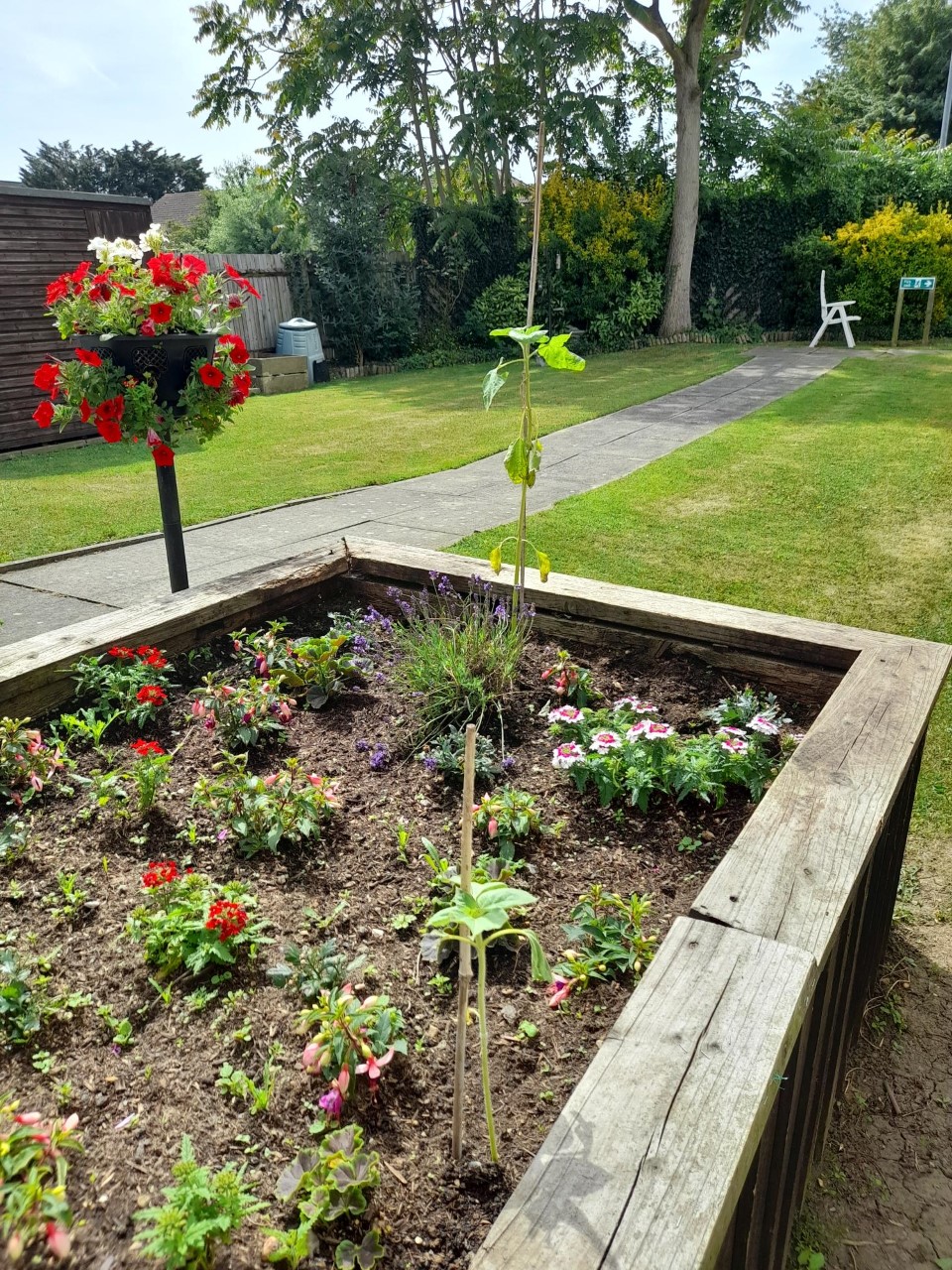 Jemma J - Yes they are in the ground. Look a bit sad today but there are keen gardeners here looking after them
