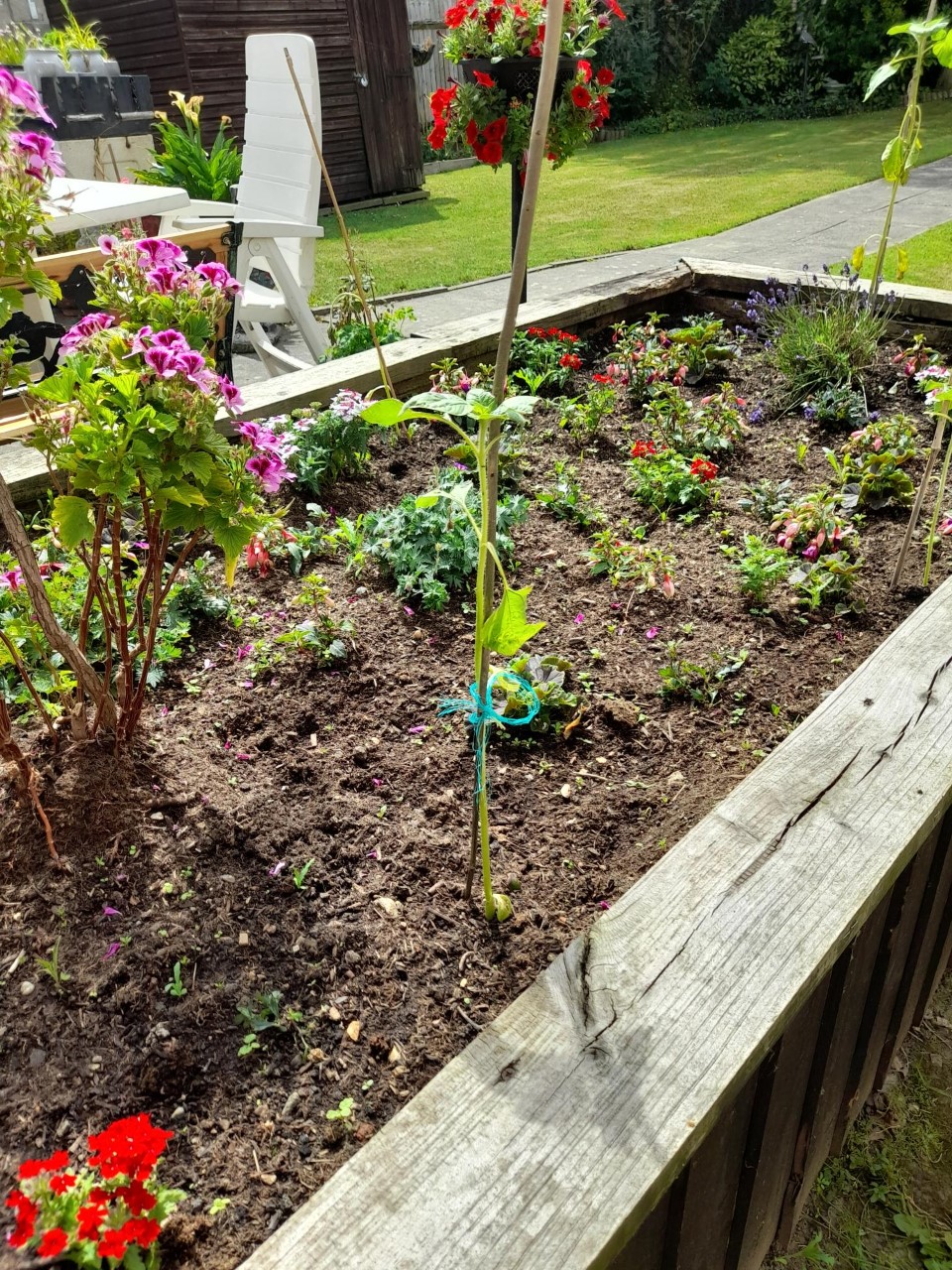 Jemma J - Yes they are in the ground. Look a bit sad today but there are keen gardeners here looking after them.