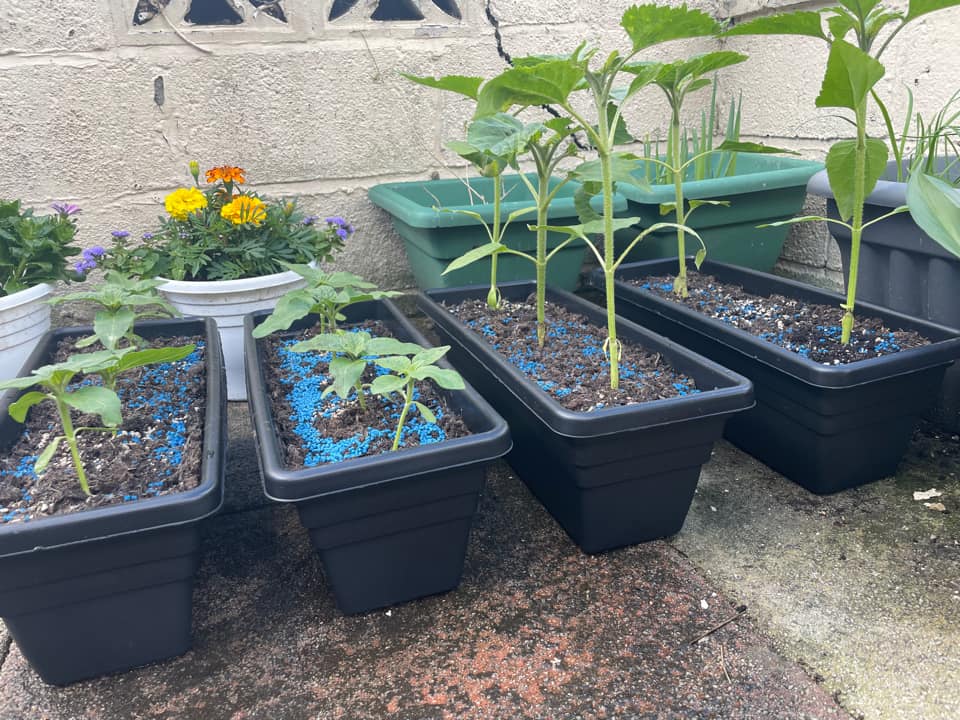 Geraint O - Sunflower selfie