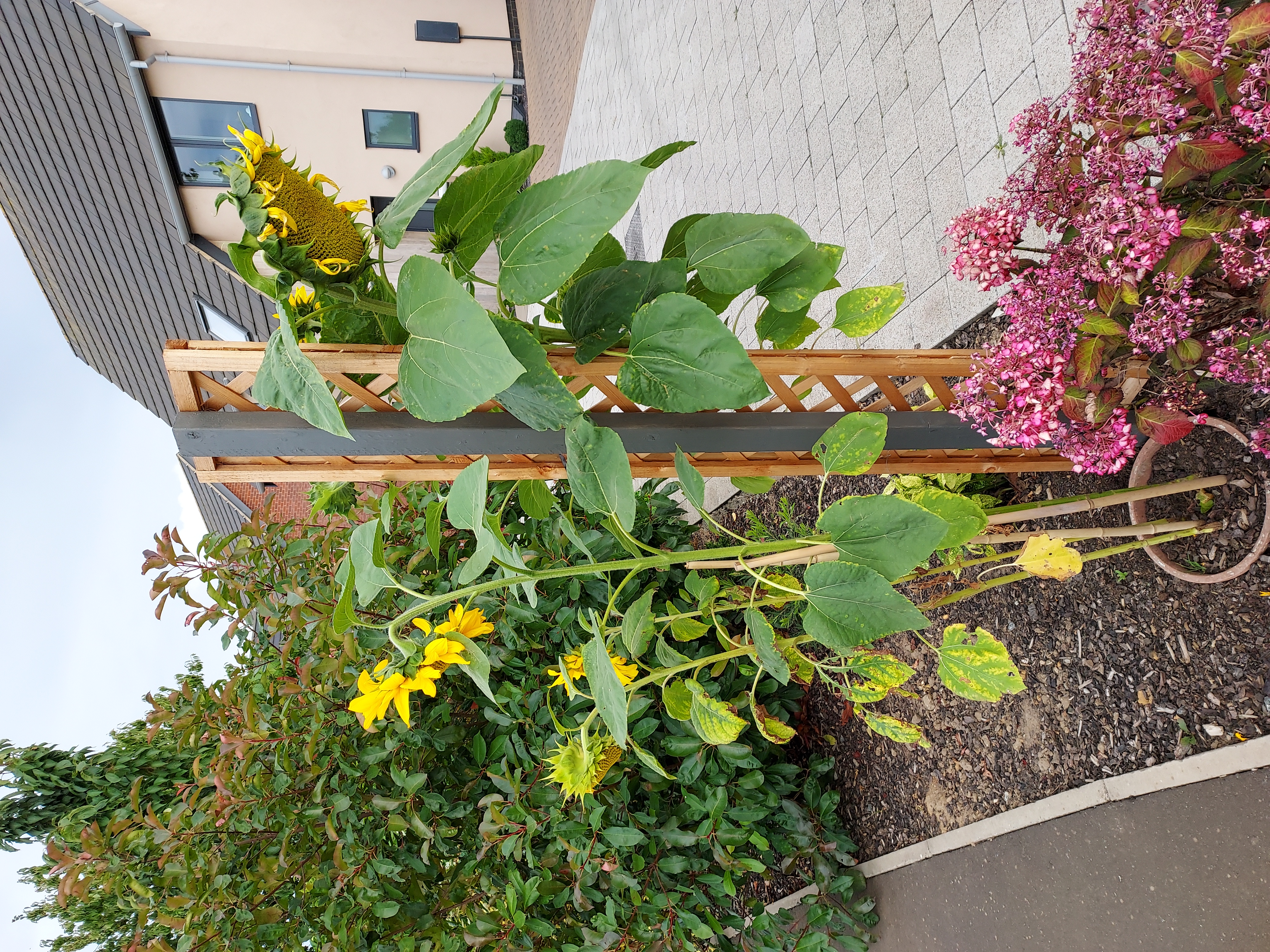 Jill S - we had a neighbourly competition and it was so much fun and competitive