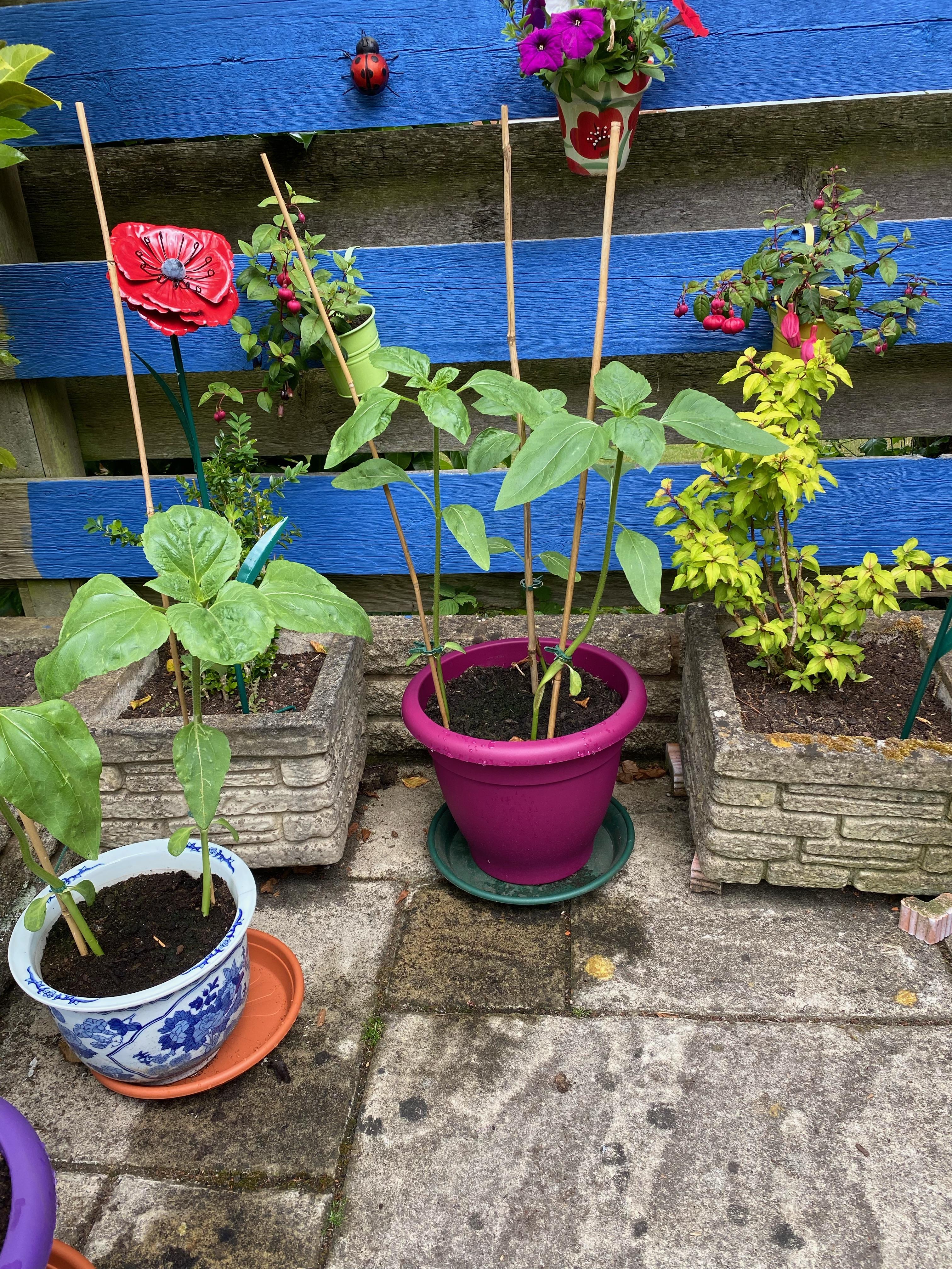 Geraint O - Sunflower selfie