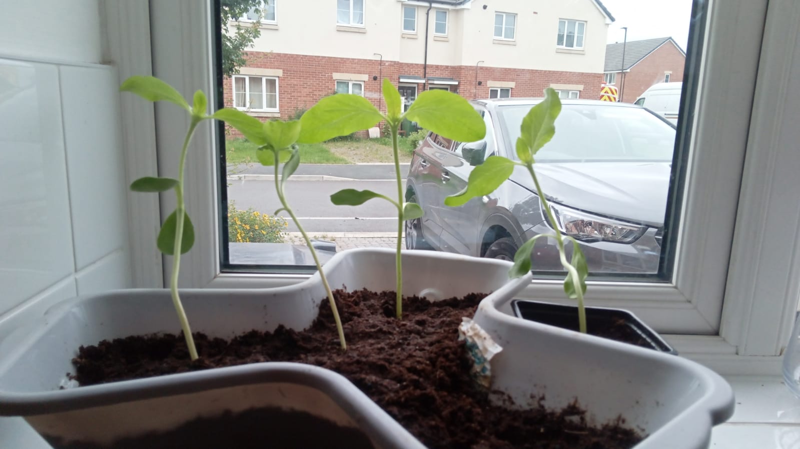 Geraint O - Sunflower selfie