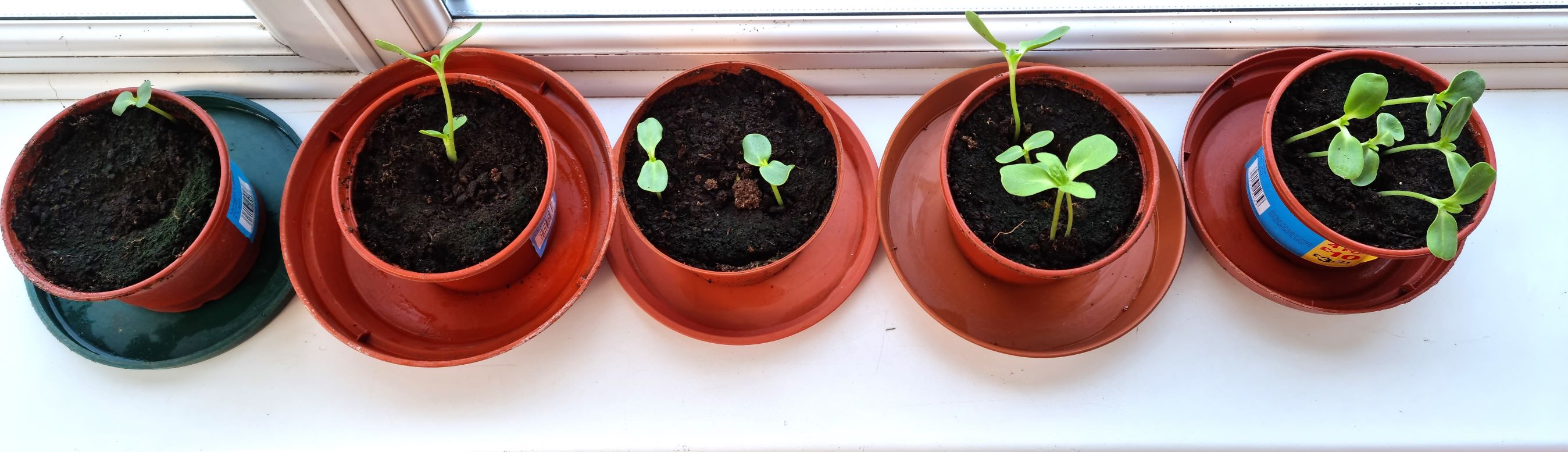 Joan M - sunflower challenge 2 post