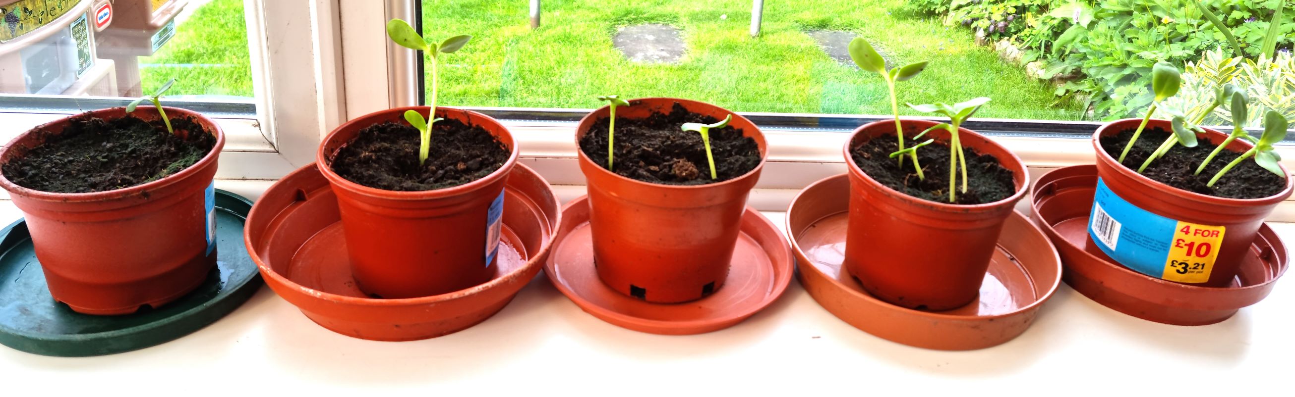 Joan M - sunflower challenge post post