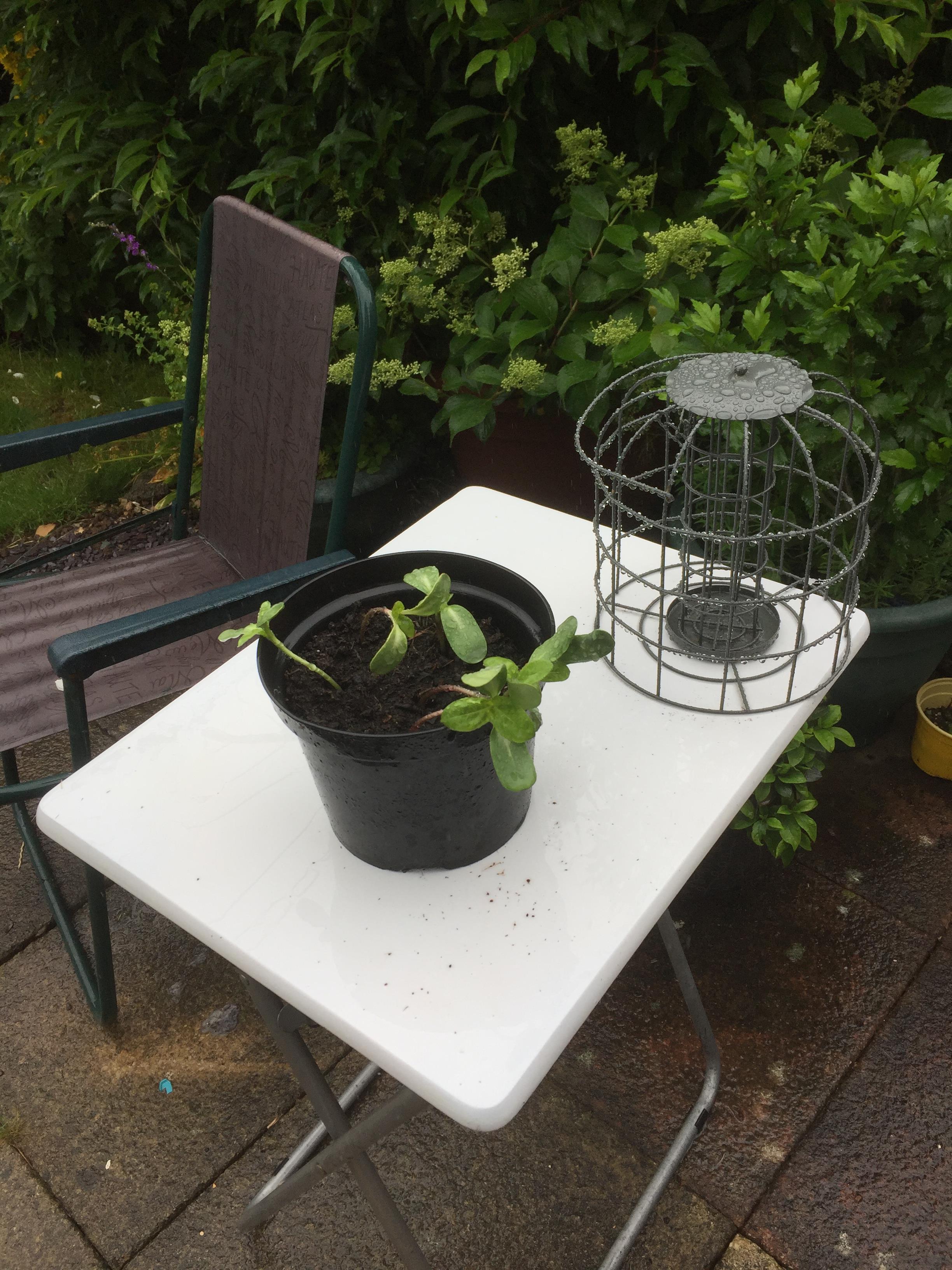 Geraint O - Sunflower selfie