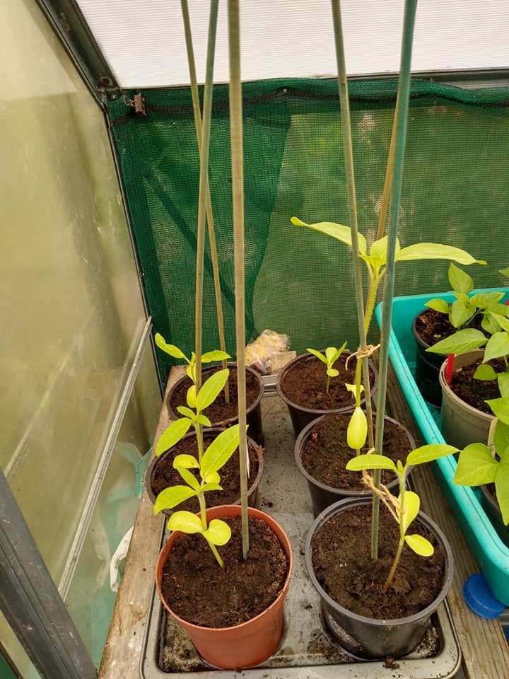 Geraint O - Sunflower selfie