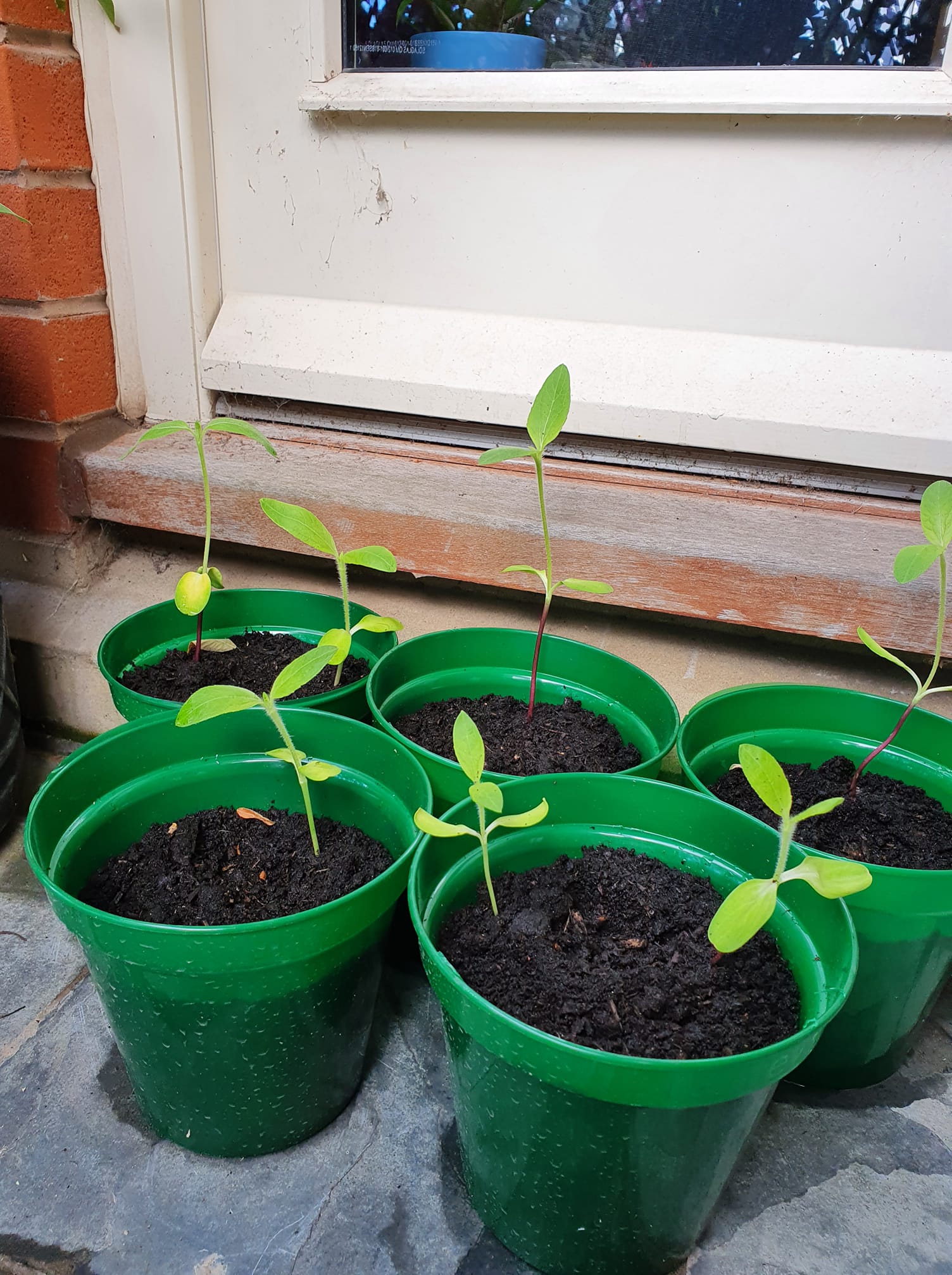 Geraint O - Sunflower selfie