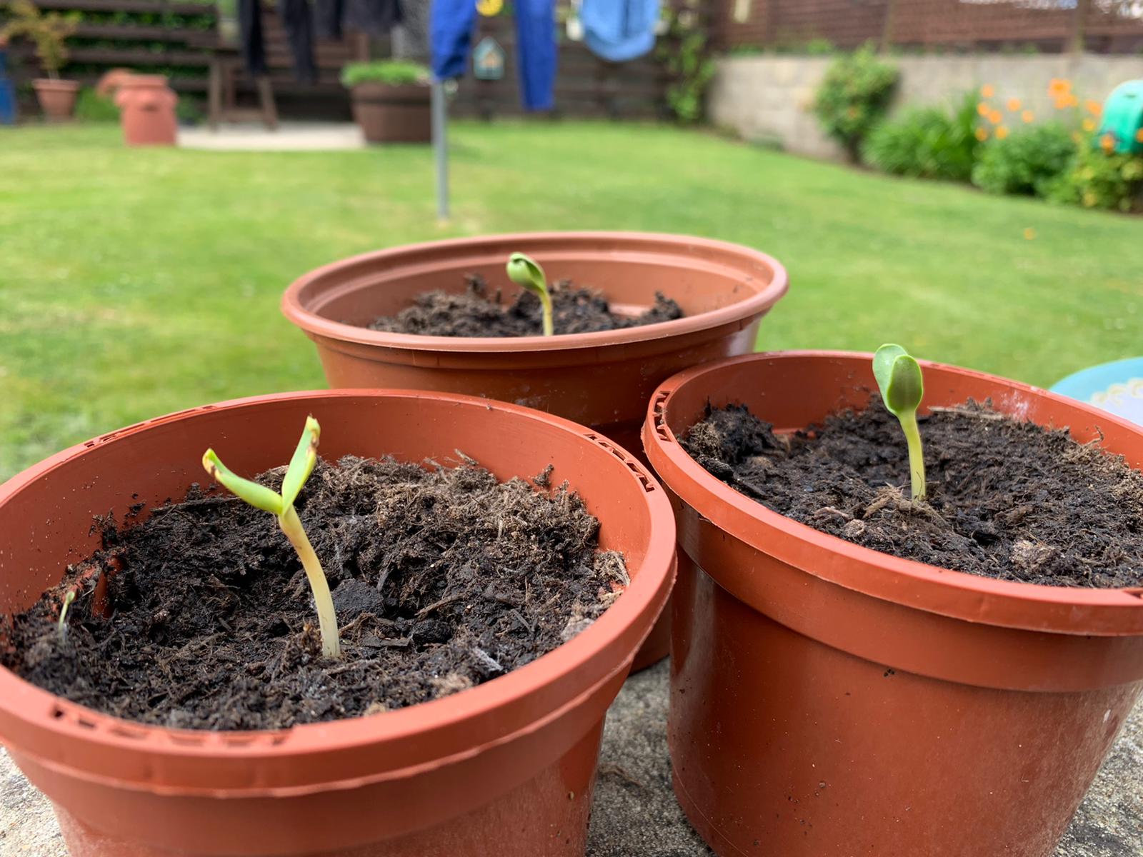 Geraint O - Sunflower selfie