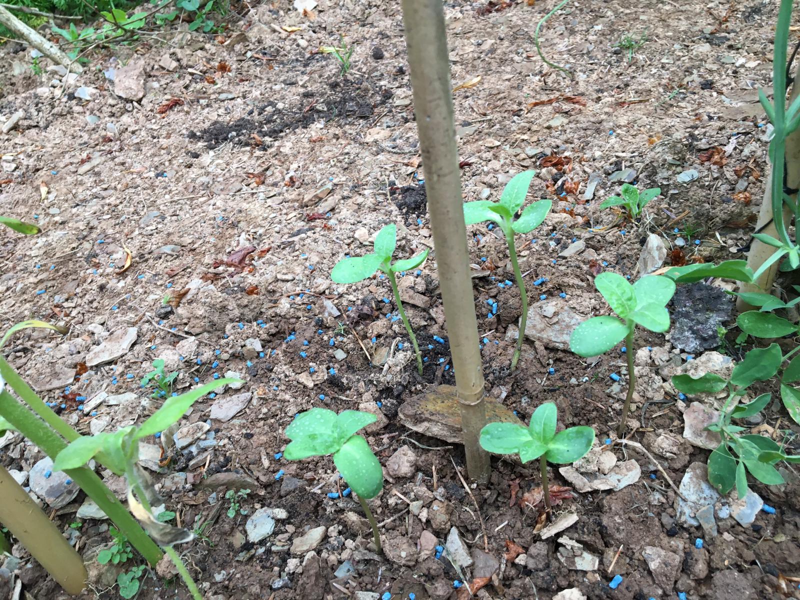 Julie W - sunflowers on 16th june