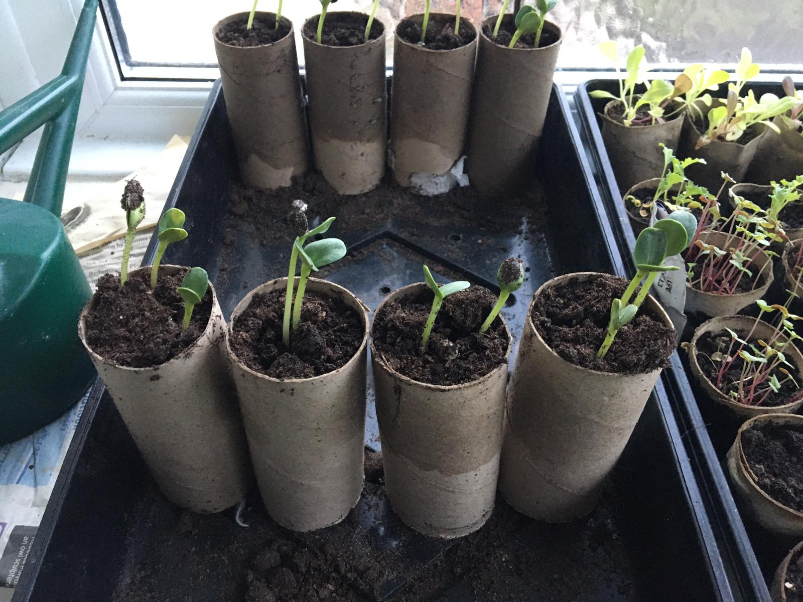 Julie W -sunflowers on 10th june