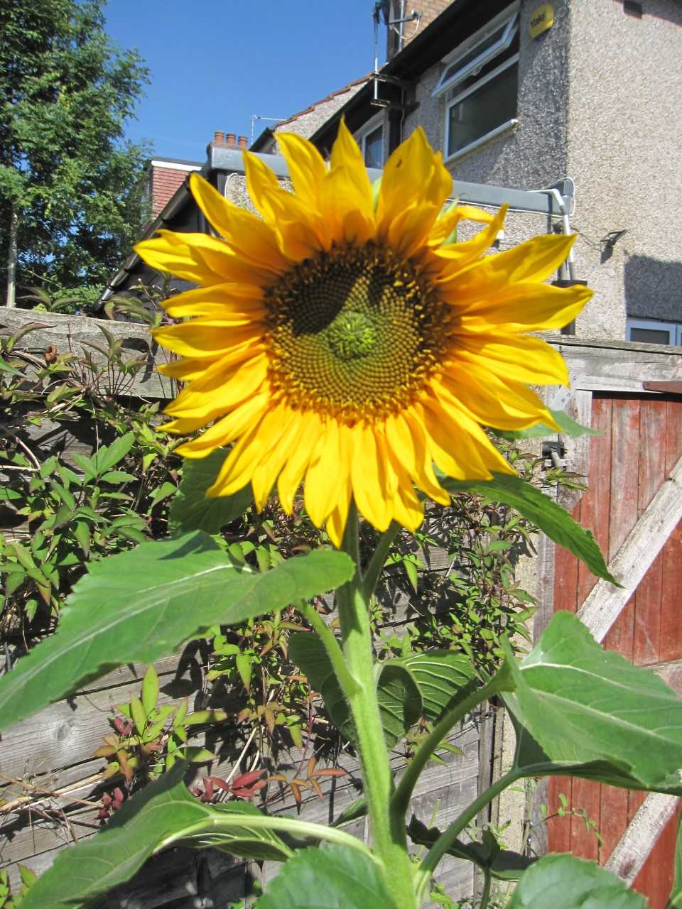 Geraint O - Sunflower selfie