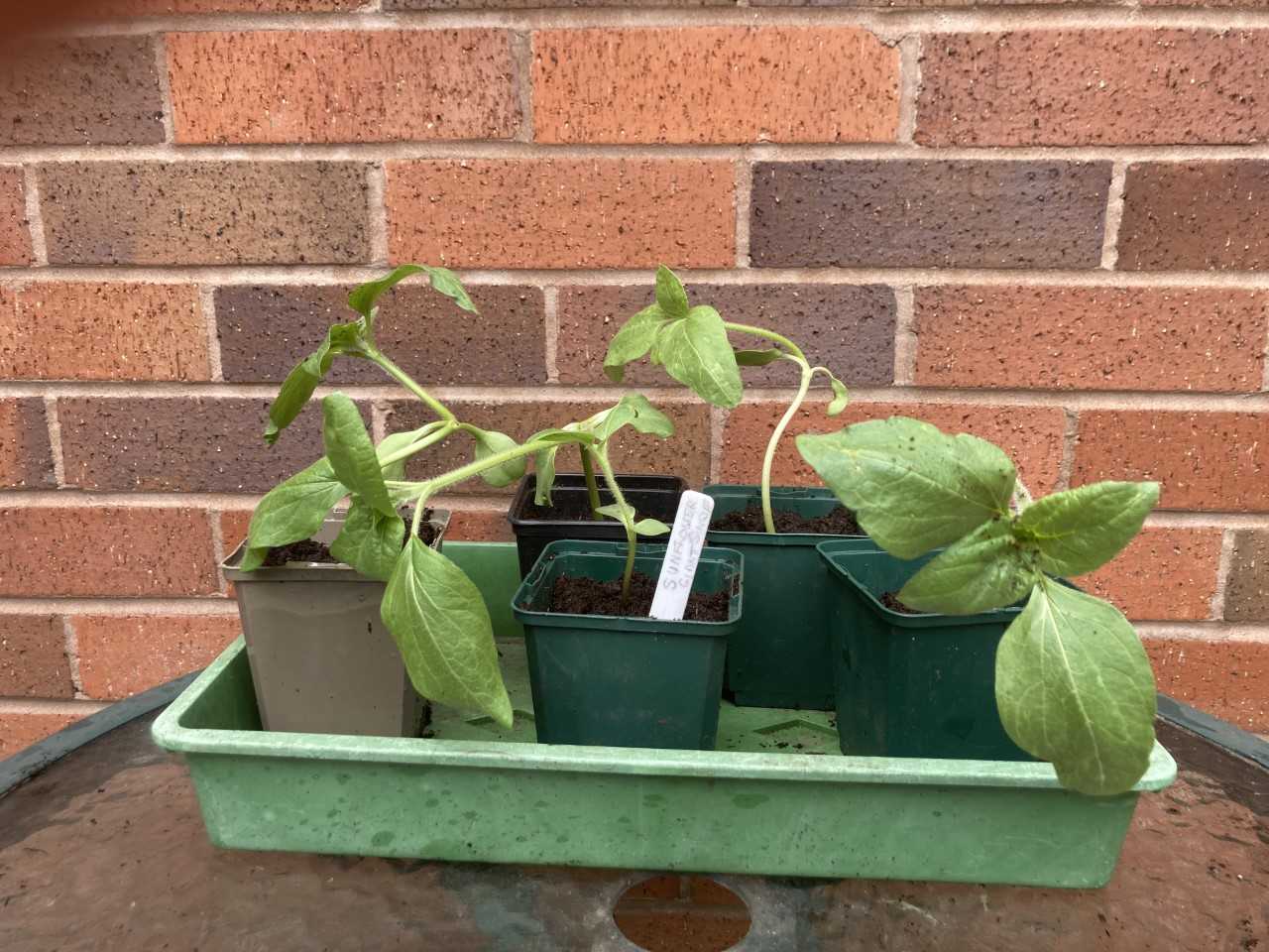 Geraint O - Sunflower selfie