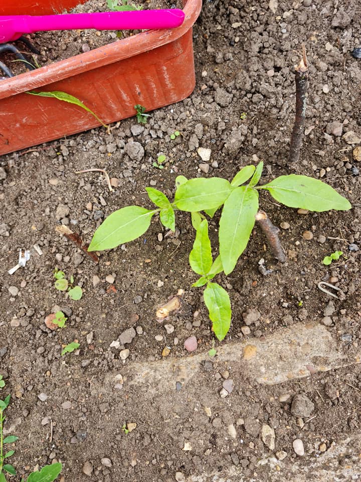 Geraint O - Sunflower selfie