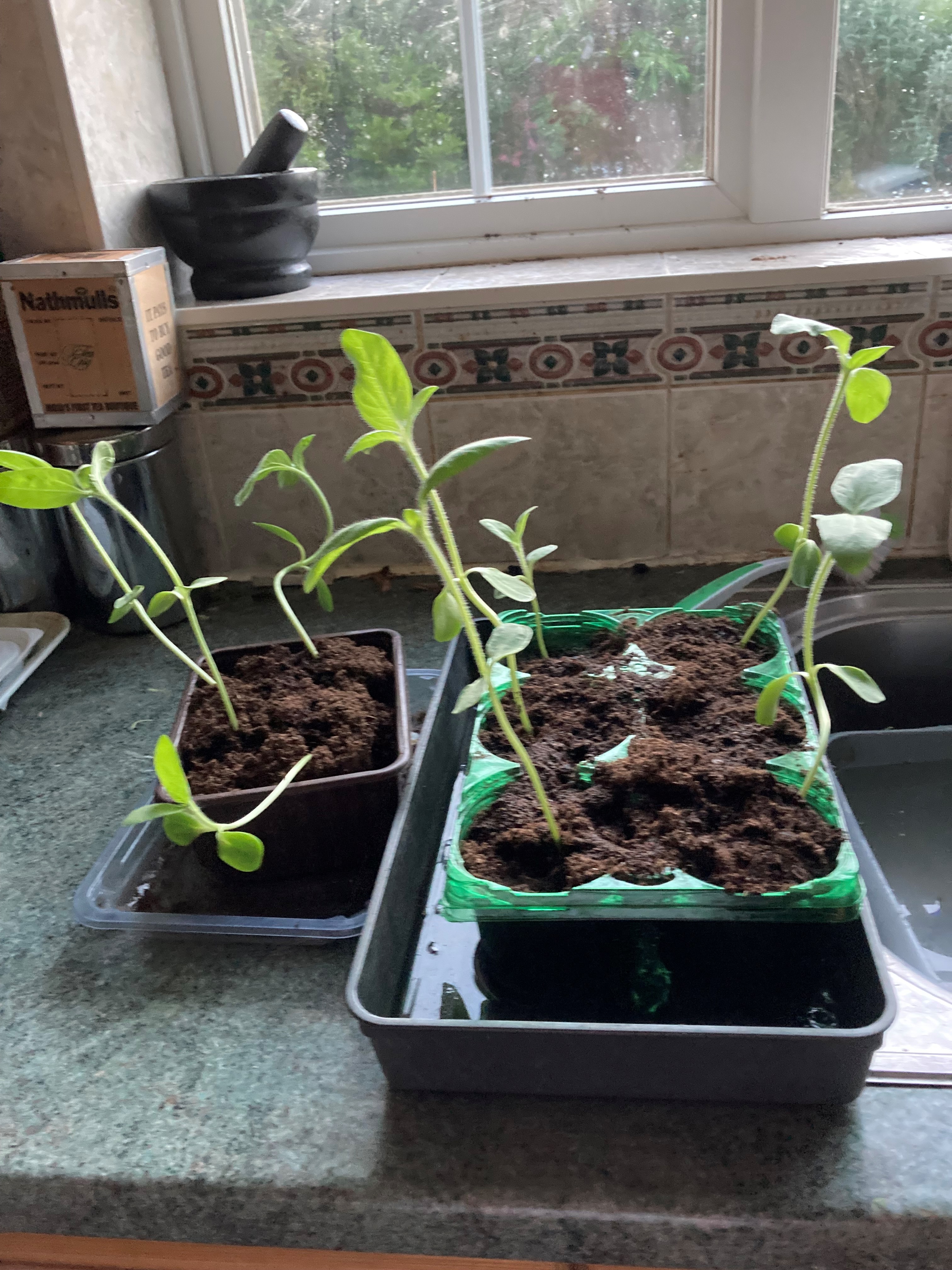 Kalyani M - seeds sown on 2nd June