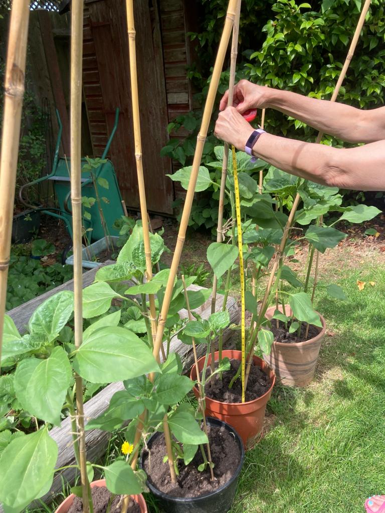 Kalyani M - My sunflowers outside