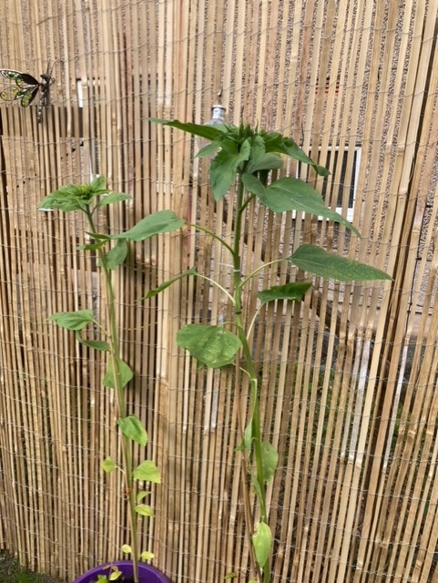 Karen B - I have loved it,they are beautiful and the bees think so too.