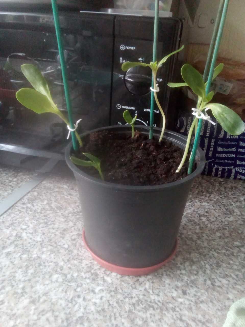 Geraint O - Sunflower selfie