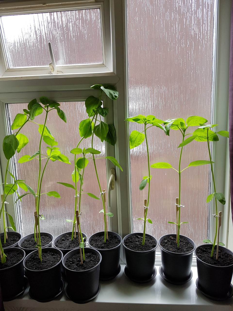 Kat H - my sunflower picture!