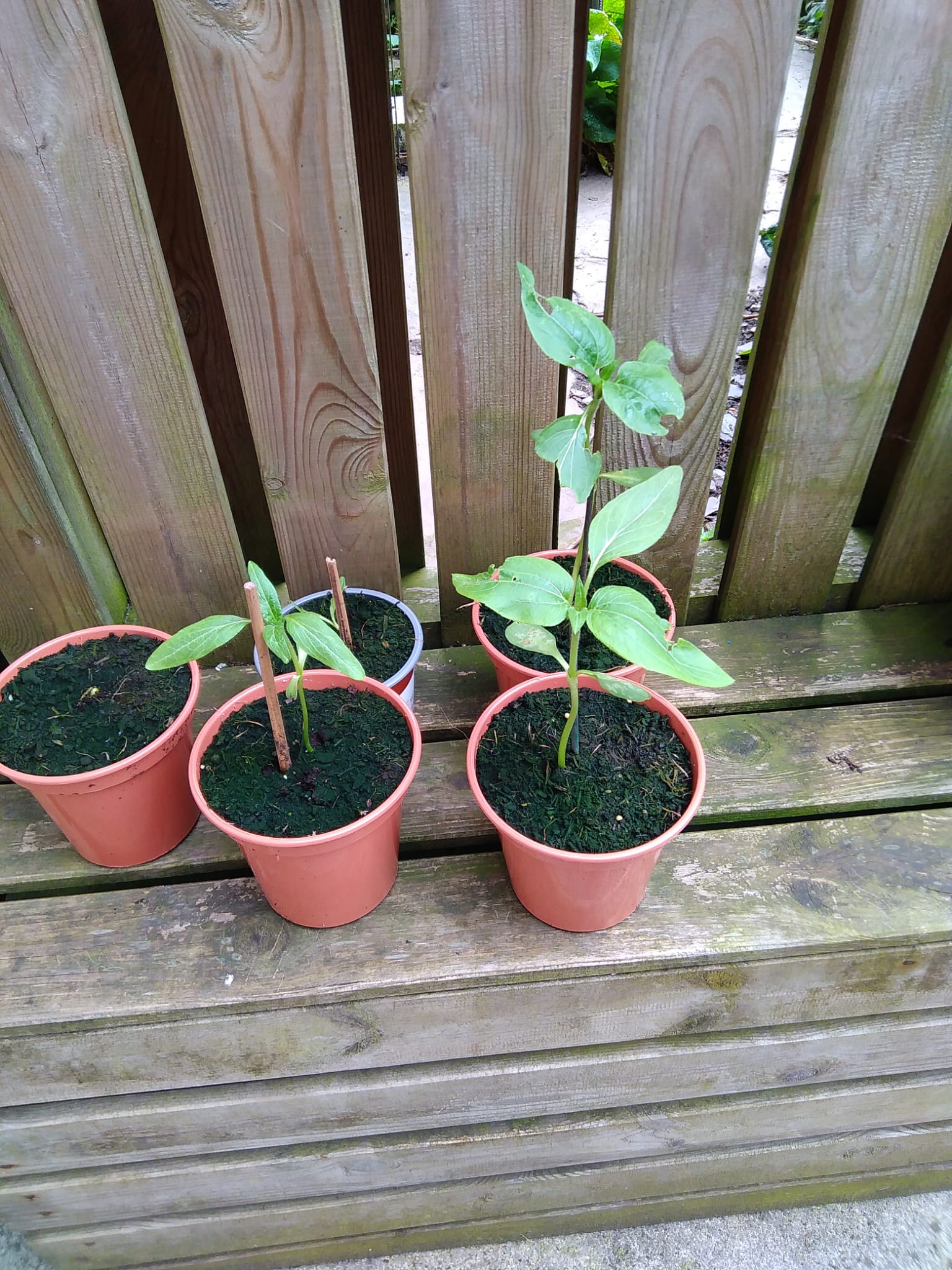 Geraint O - Sunflower selfie