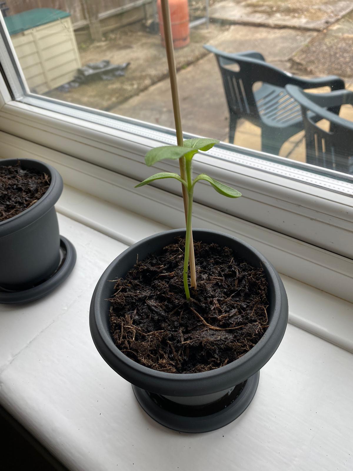 Geraint O - Sunflower selfie