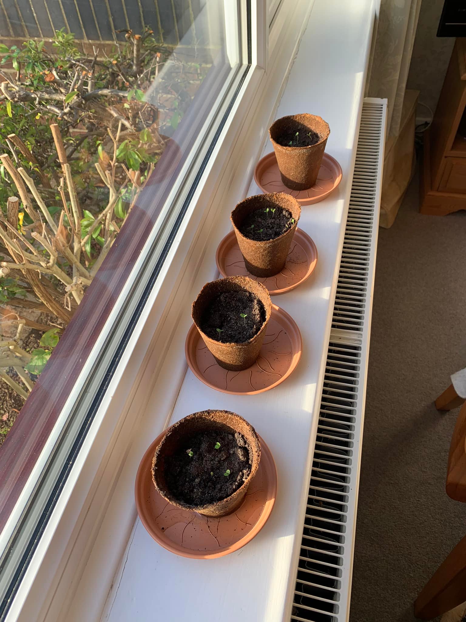 Ken P - 9 days after planting and the basil seedlings are showing. I’ve kept some back for later.