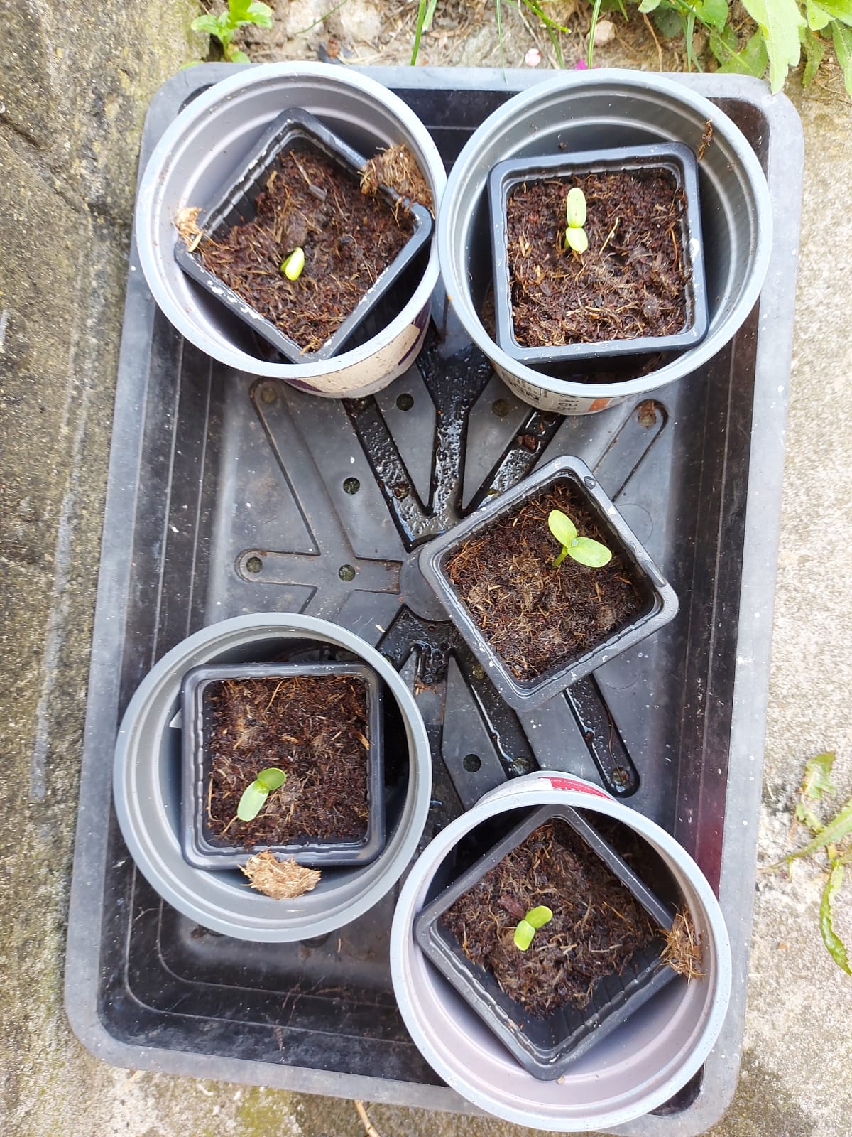 Keri W - All 5 seeds have sprouted!