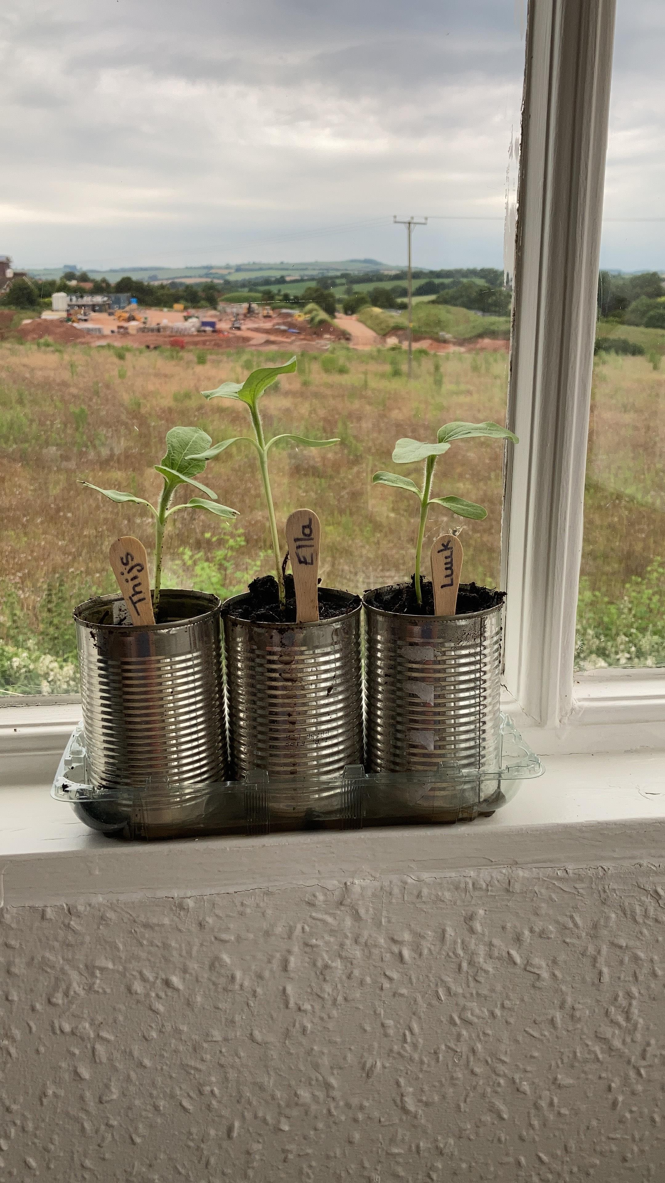 Geraint O - Sunflower selfie