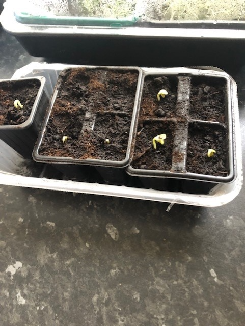 Lesley K - These are my granddaughter Sabrina’s sunflowers