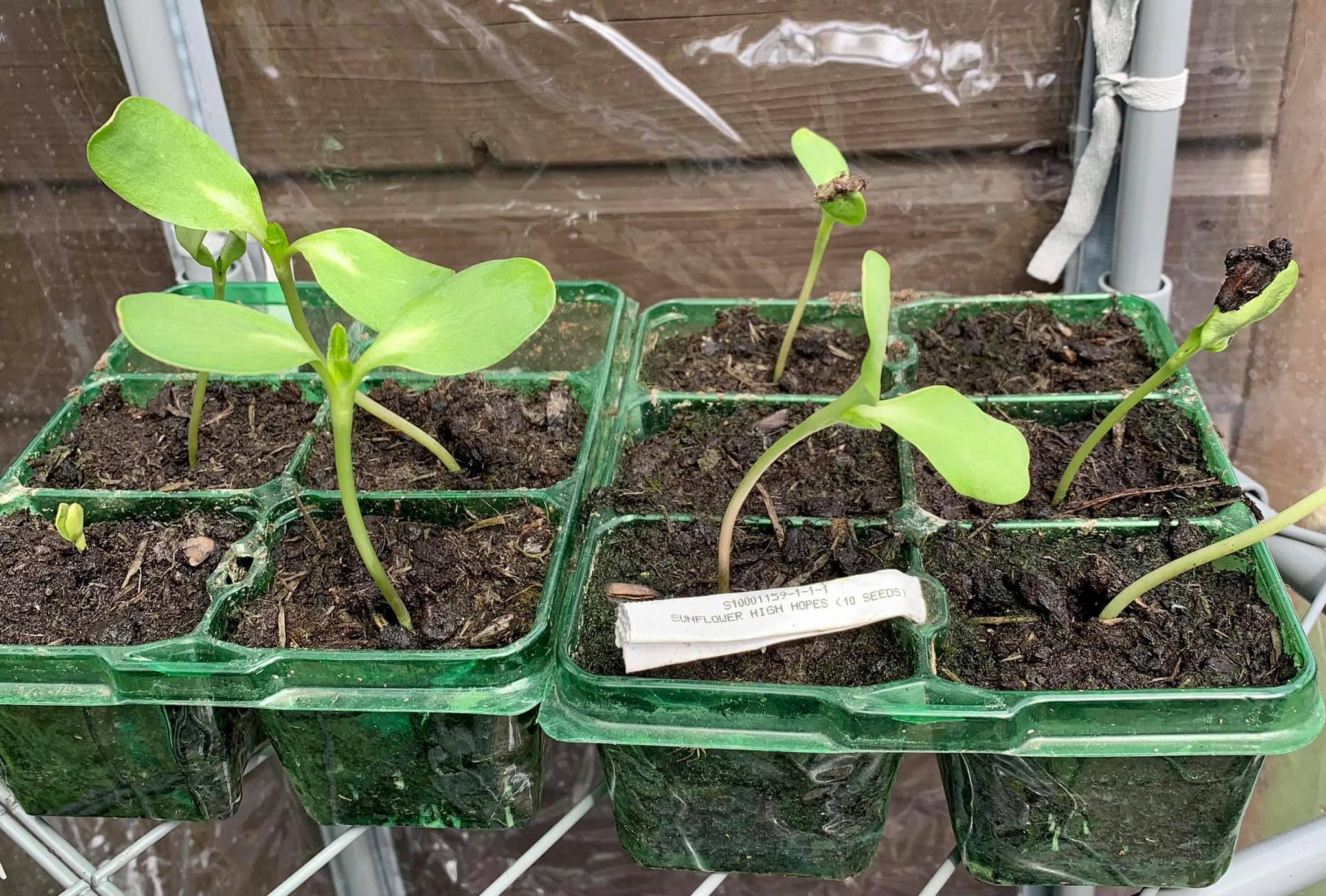 Geraint O - Sunflower selfie