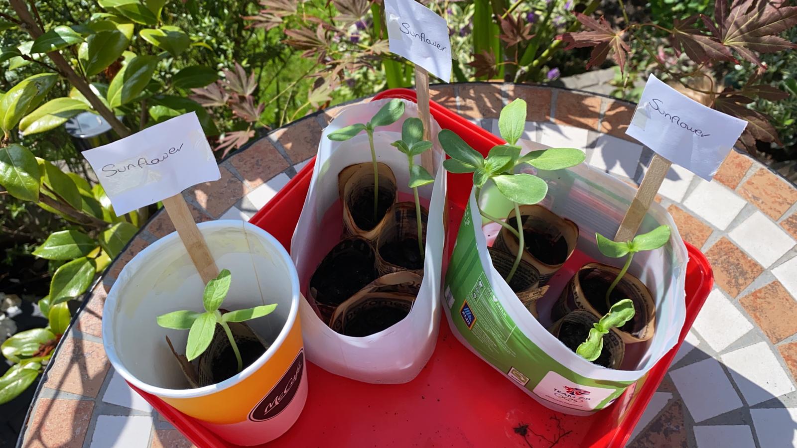 Geraint O - Sunflower selfie